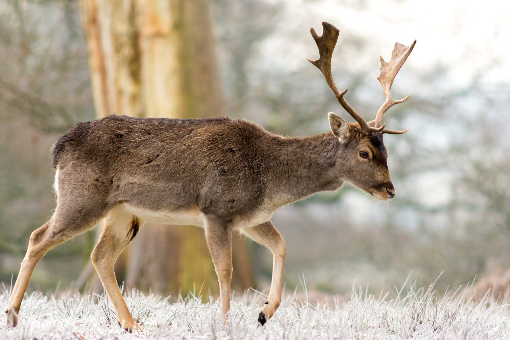AF Nikkor 300mm f/4 IF-ED sample photo. Deer at dunham massey photography