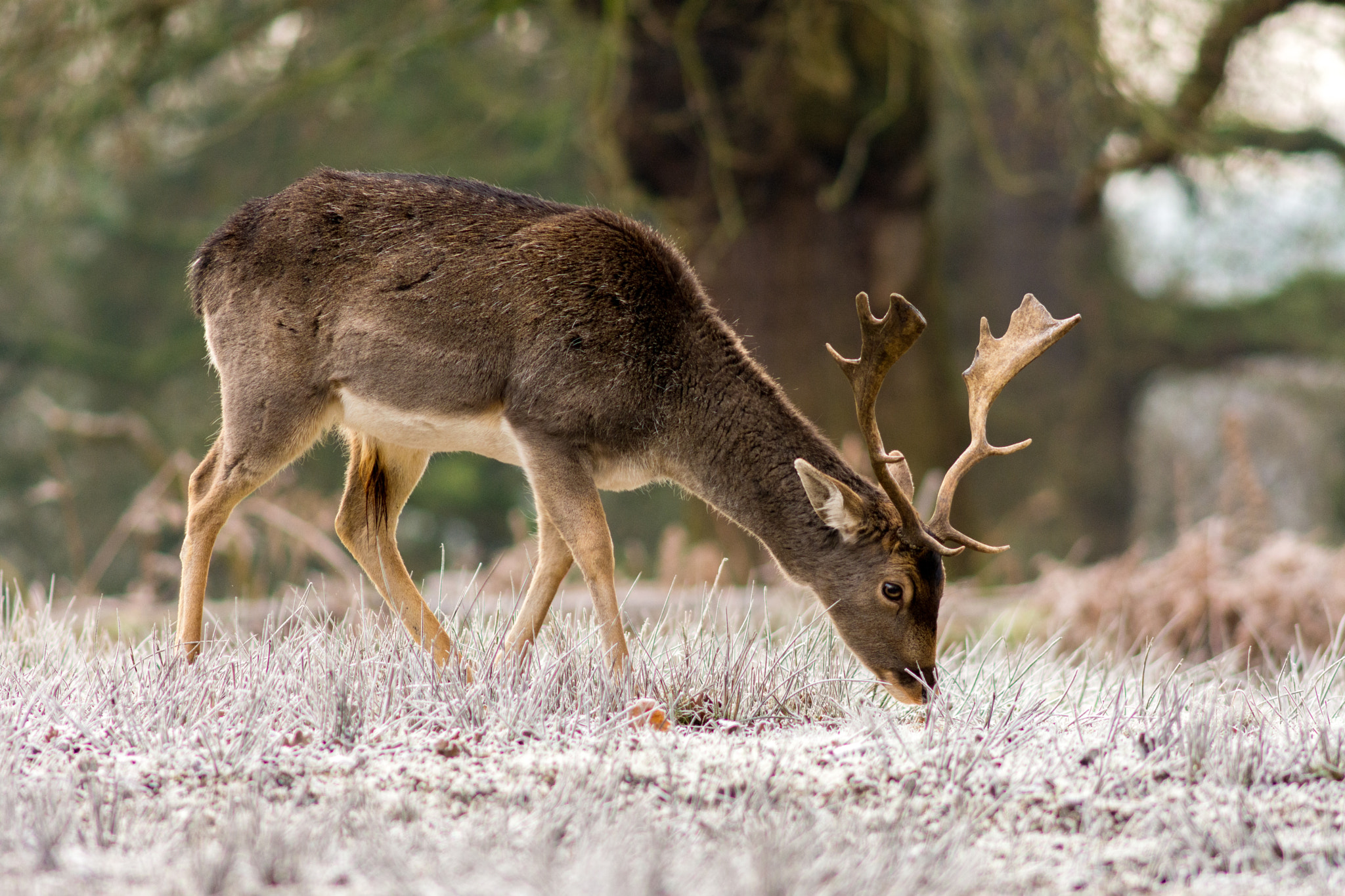 AF Nikkor 300mm f/4 IF-ED sample photo. Deer at dunham massey photography