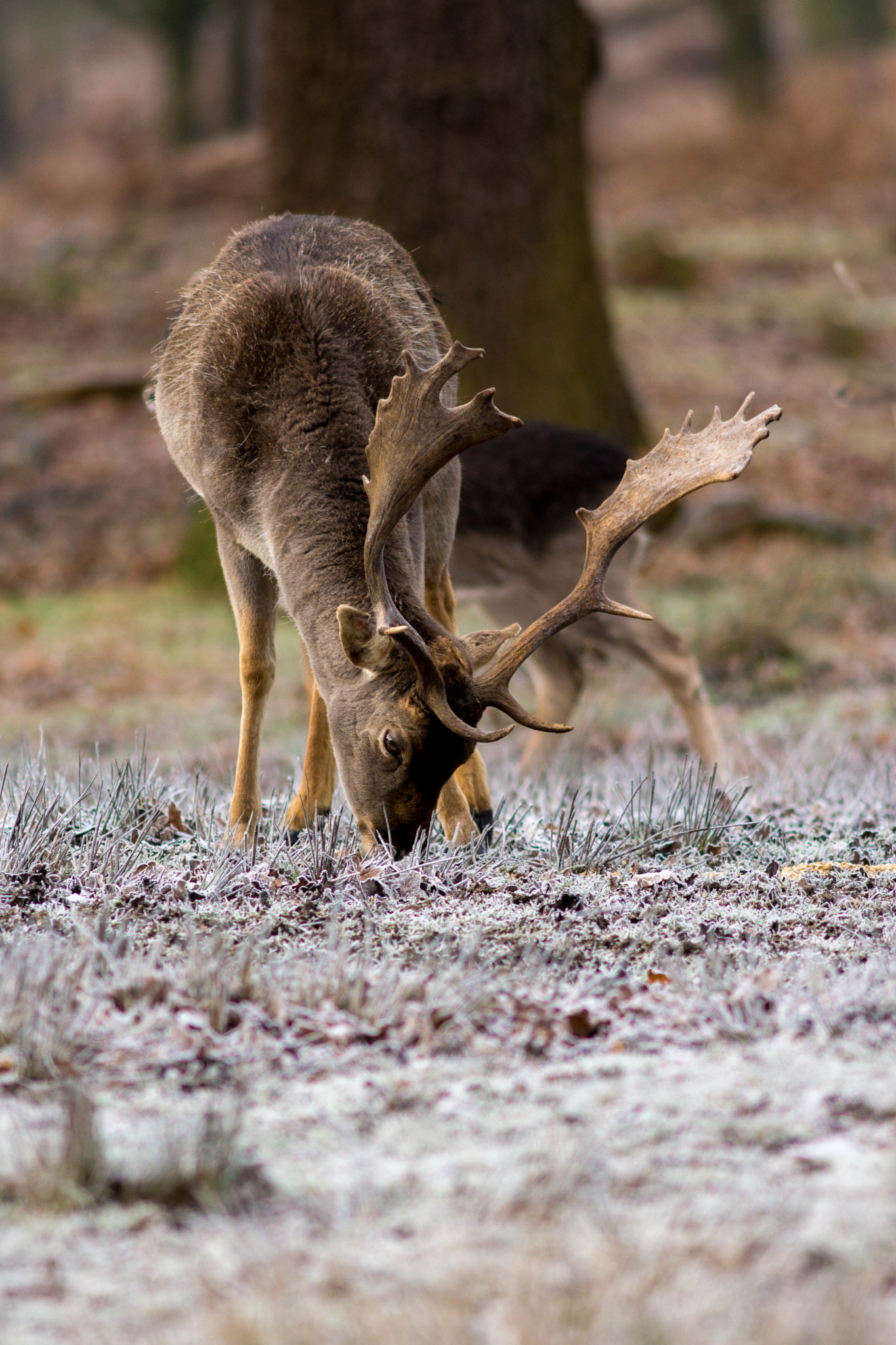 AF Nikkor 300mm f/4 IF-ED sample photo. Deer at dunham massey photography