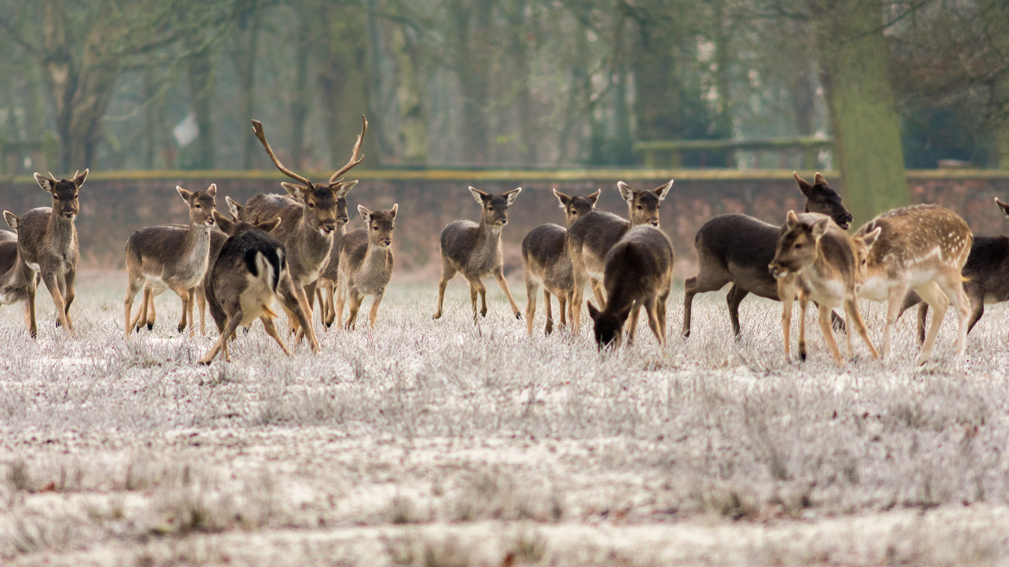 AF Nikkor 300mm f/4 IF-ED sample photo. Deer at dunham massey photography