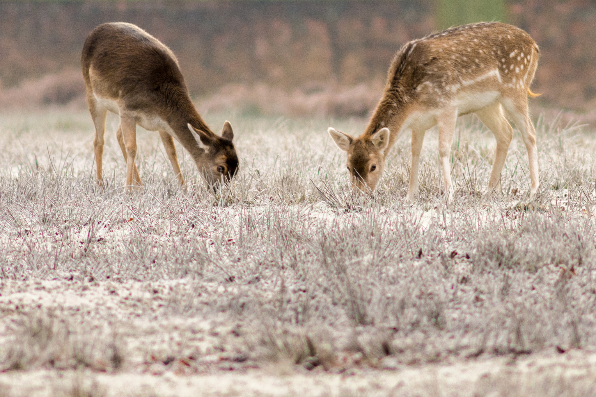 AF Nikkor 300mm f/4 IF-ED sample photo. Deer at dunham massey photography