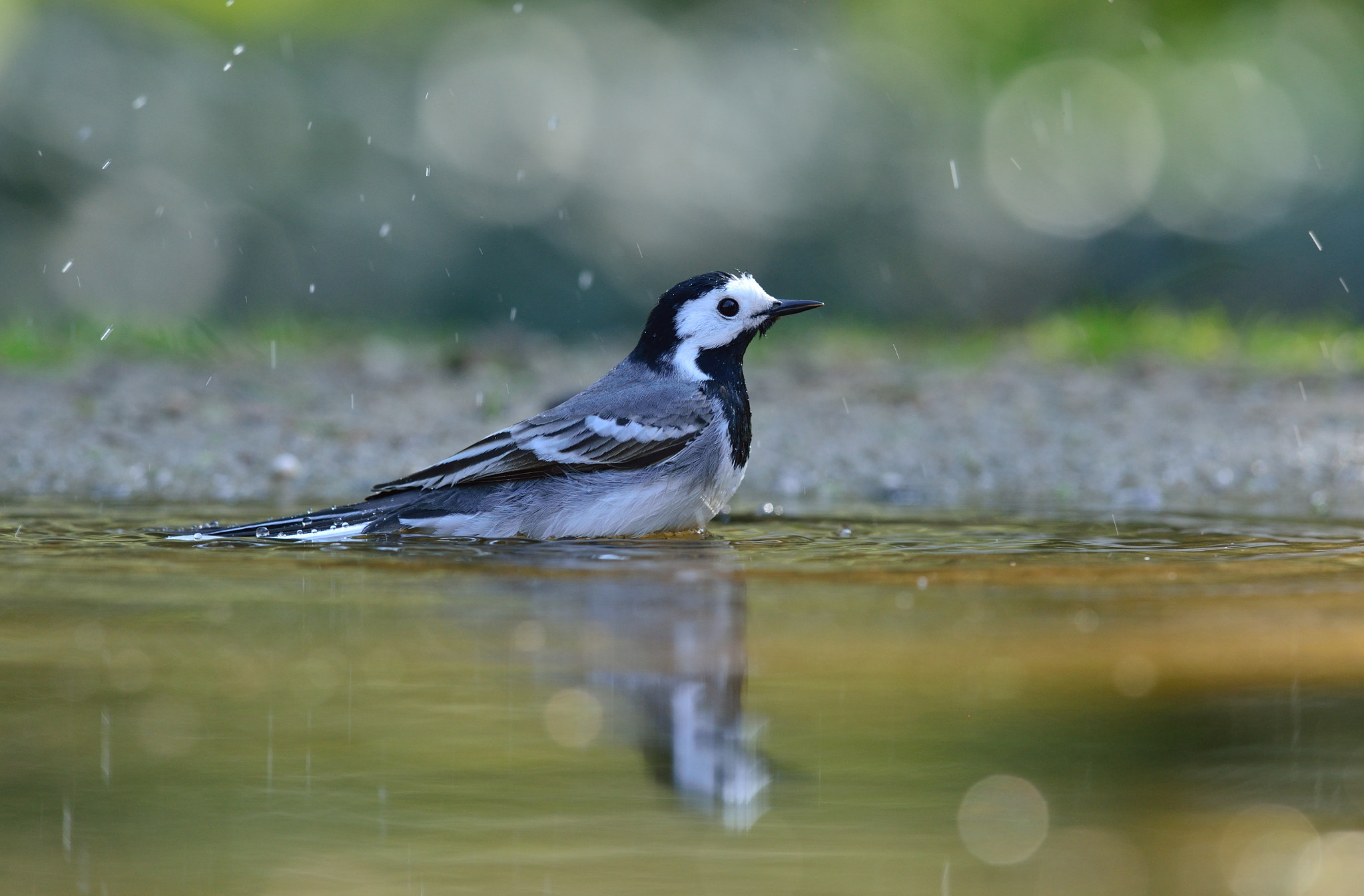 Nikon AF-S Nikkor 400mm F2.8D ED-IF II sample photo. Witte kwikstaart photography