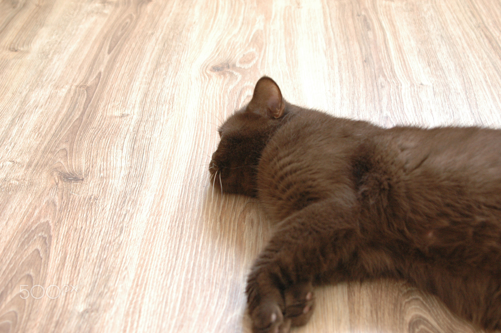 Nikon D70s sample photo. Chocolate cat photography