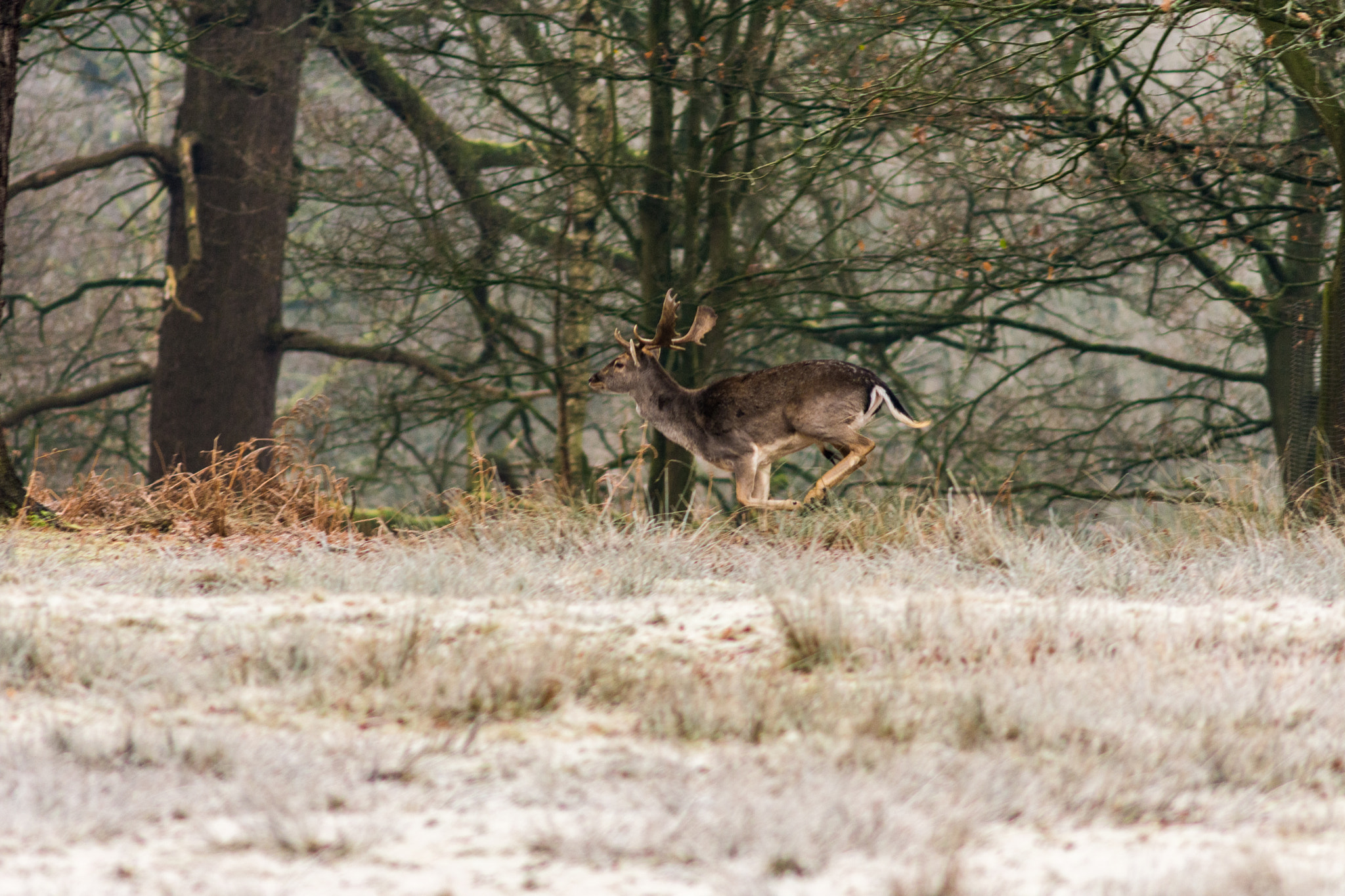 AF Nikkor 300mm f/4 IF-ED sample photo. Deer at dunham massey photography