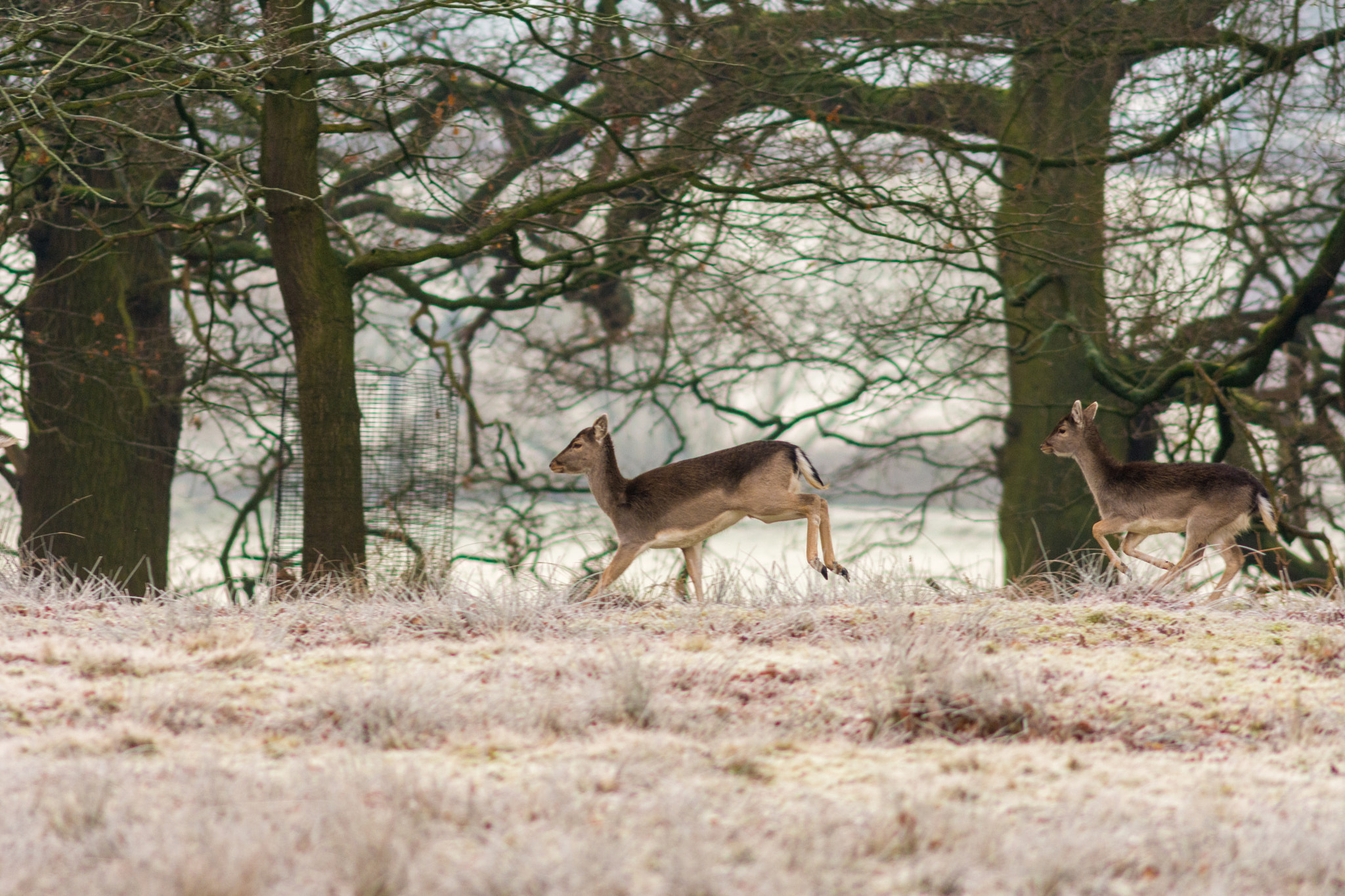 AF Nikkor 300mm f/4 IF-ED sample photo. Deer at dunham massey photography