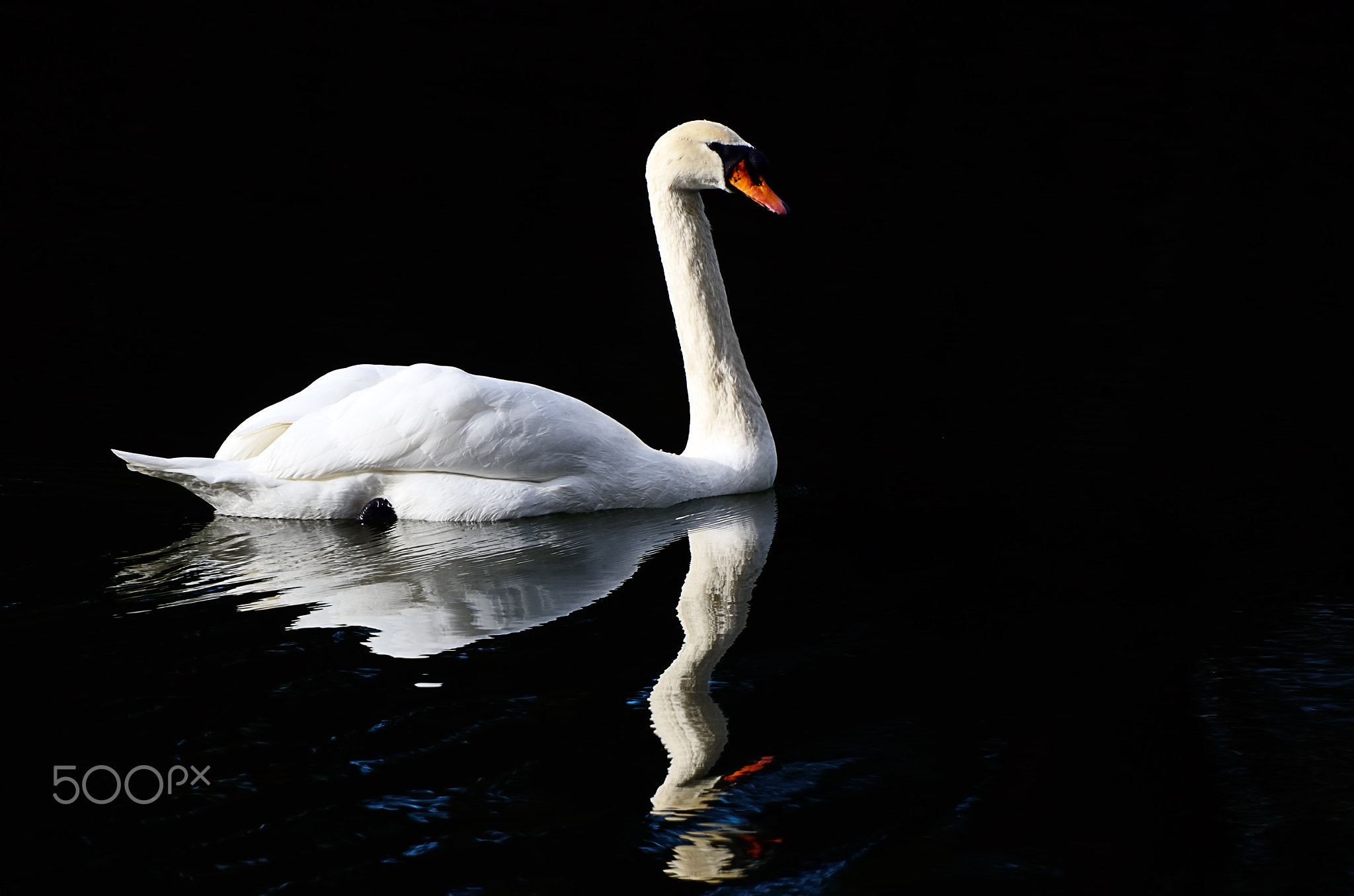 The solitary swan