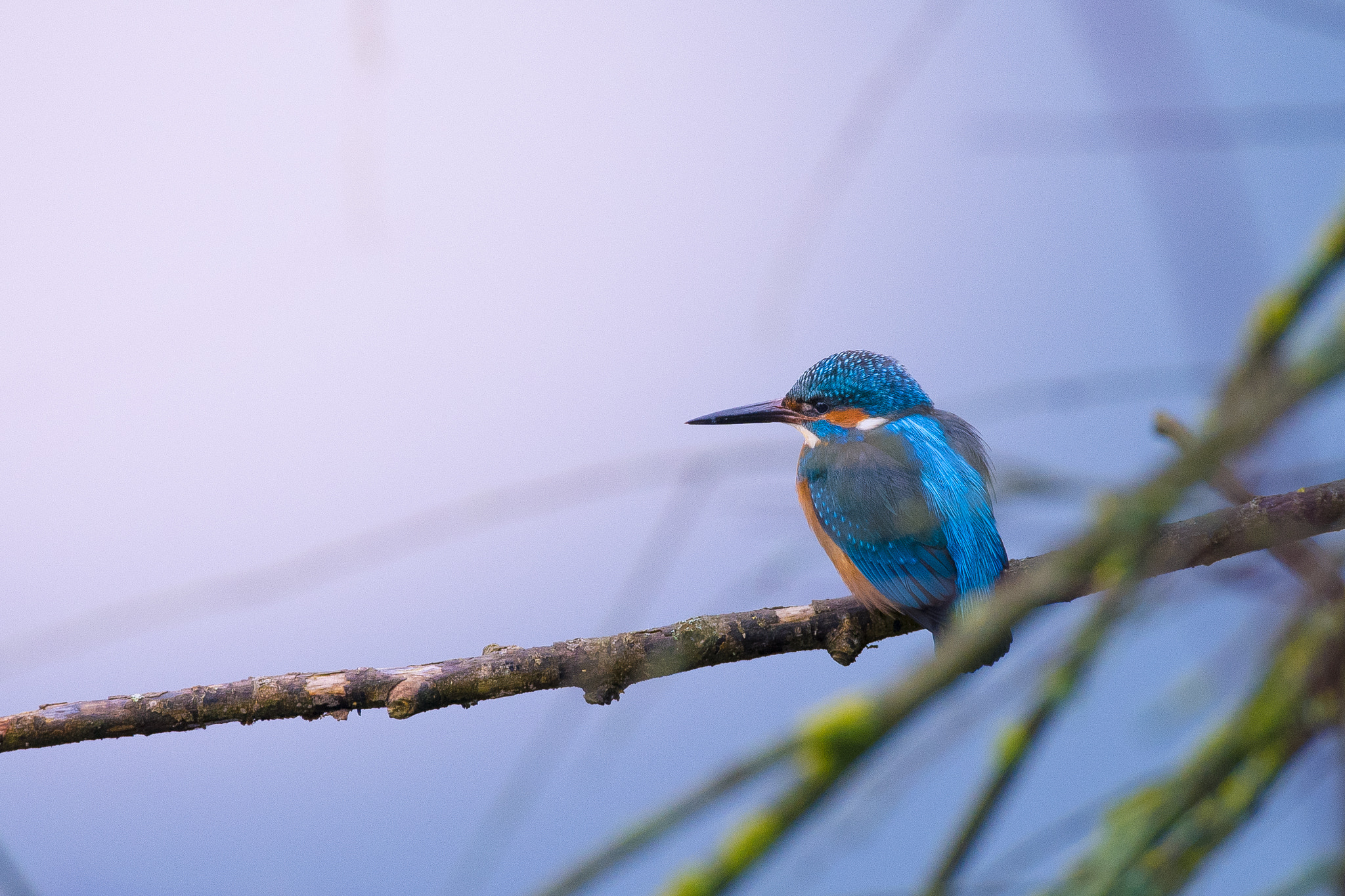 Sigma 150-600mm F5-6.3 DG OS HSM | C sample photo. Jewel between the branches... photography