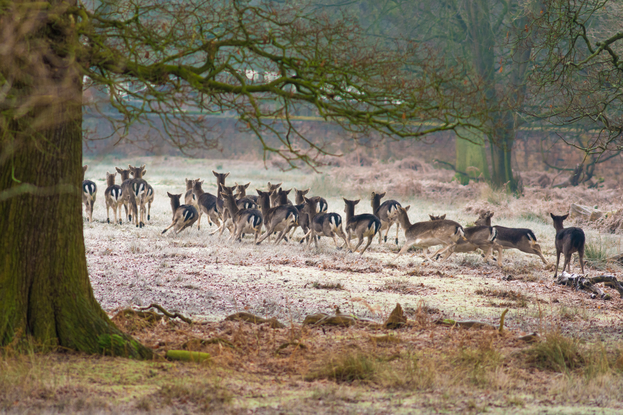AF Nikkor 300mm f/4 IF-ED sample photo. Deer at dunham massey photography