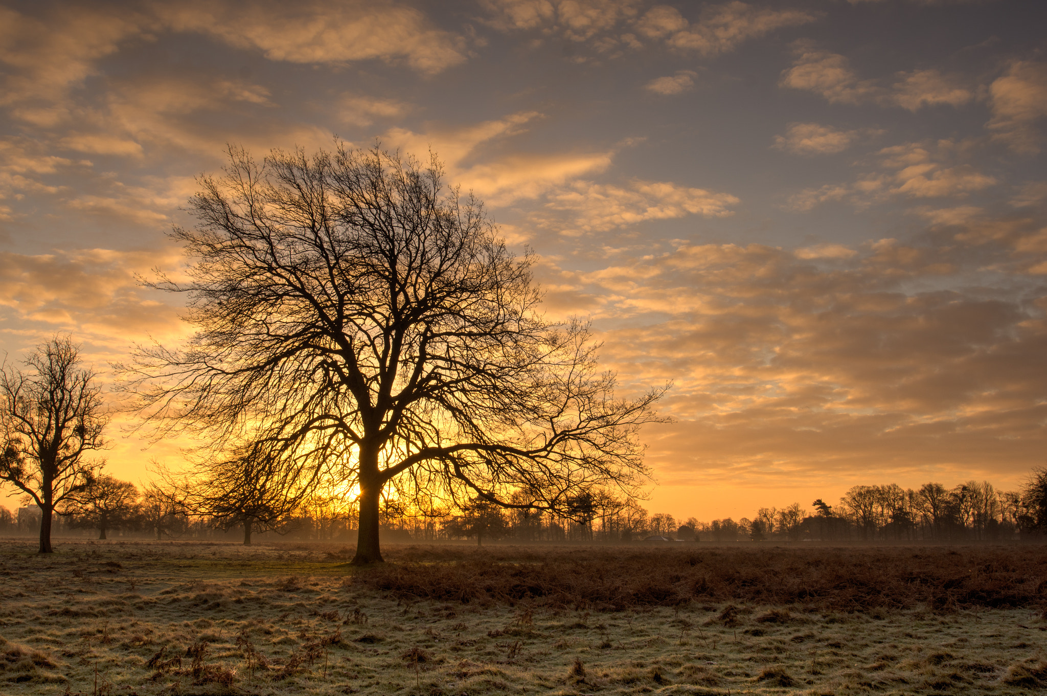 Sony SLT-A55 (SLT-A55V) sample photo. Dawn sky and tree 2 photography