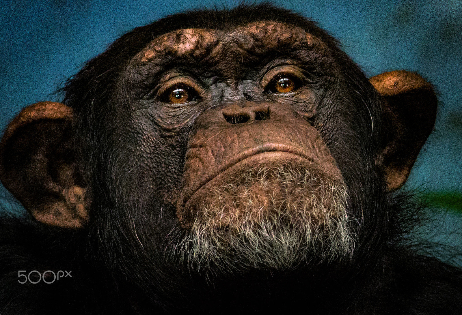 Nikon D800 + AF Nikkor 180mm f/2.8 IF-ED sample photo. Proud chimpanzee... photography