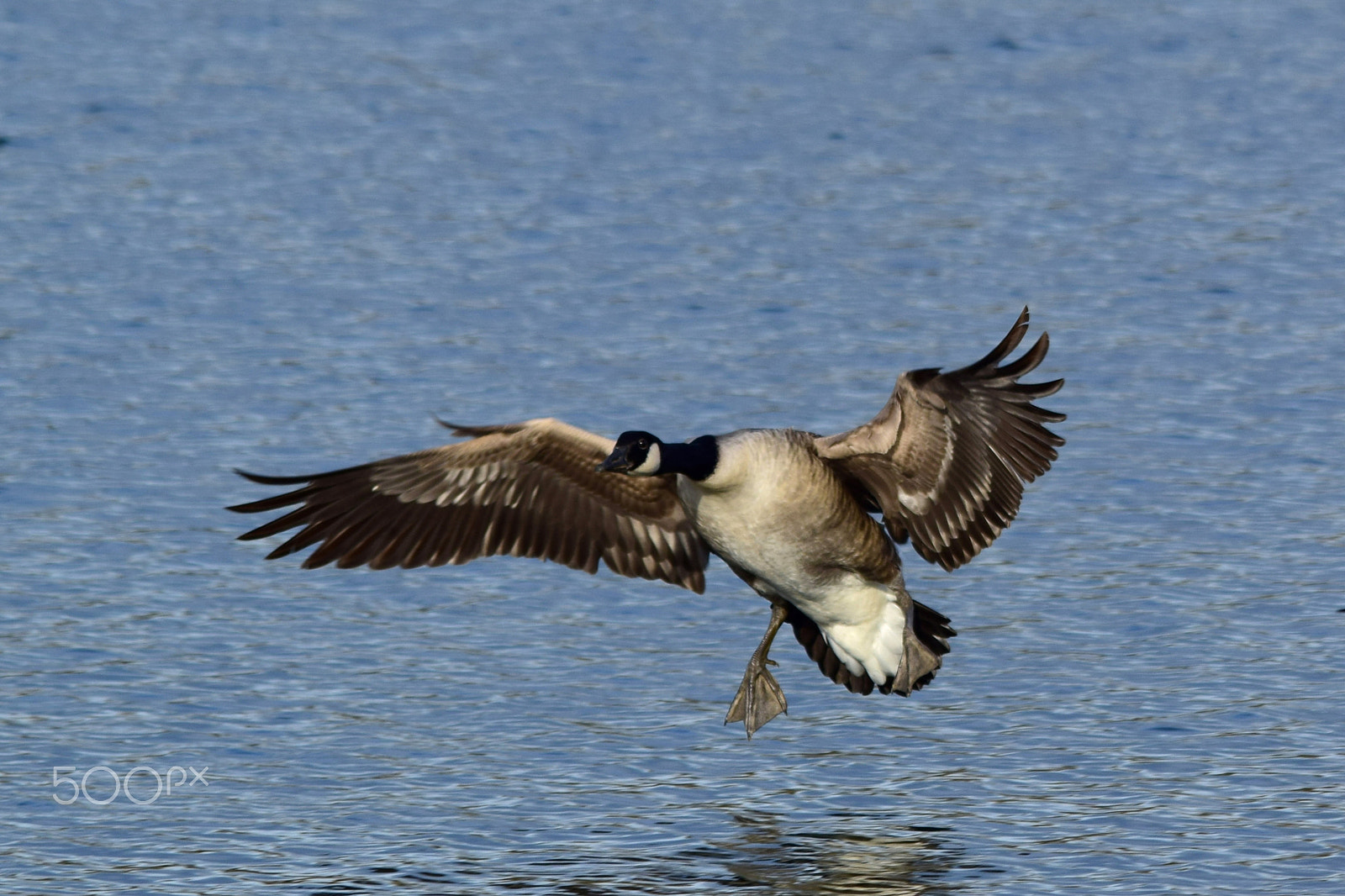 Sigma 150-500mm F5-6.3 DG OS HSM sample photo. Approaching photography