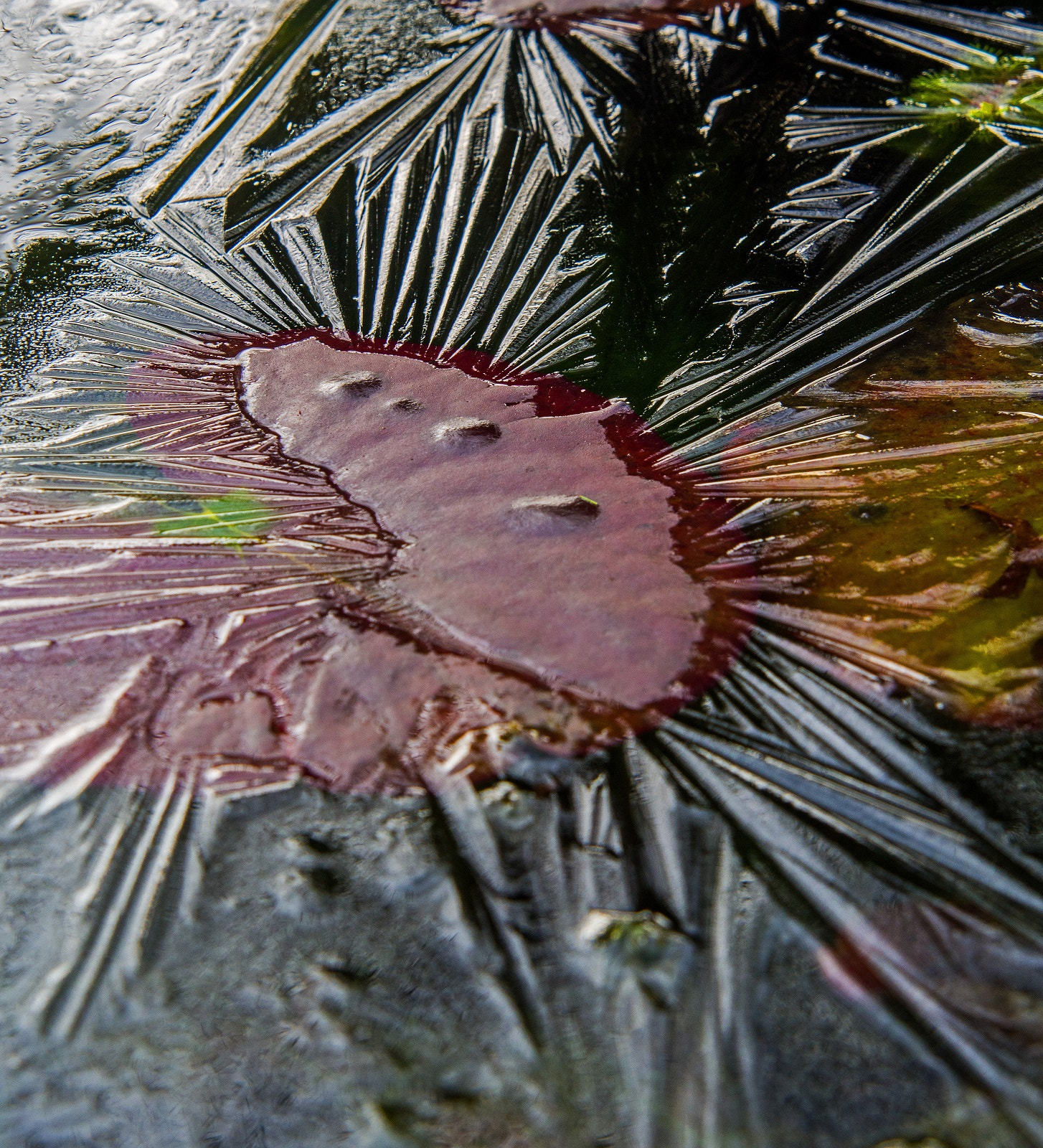 Olympus OM-D E-M5 sample photo. In winter's icy grip photography