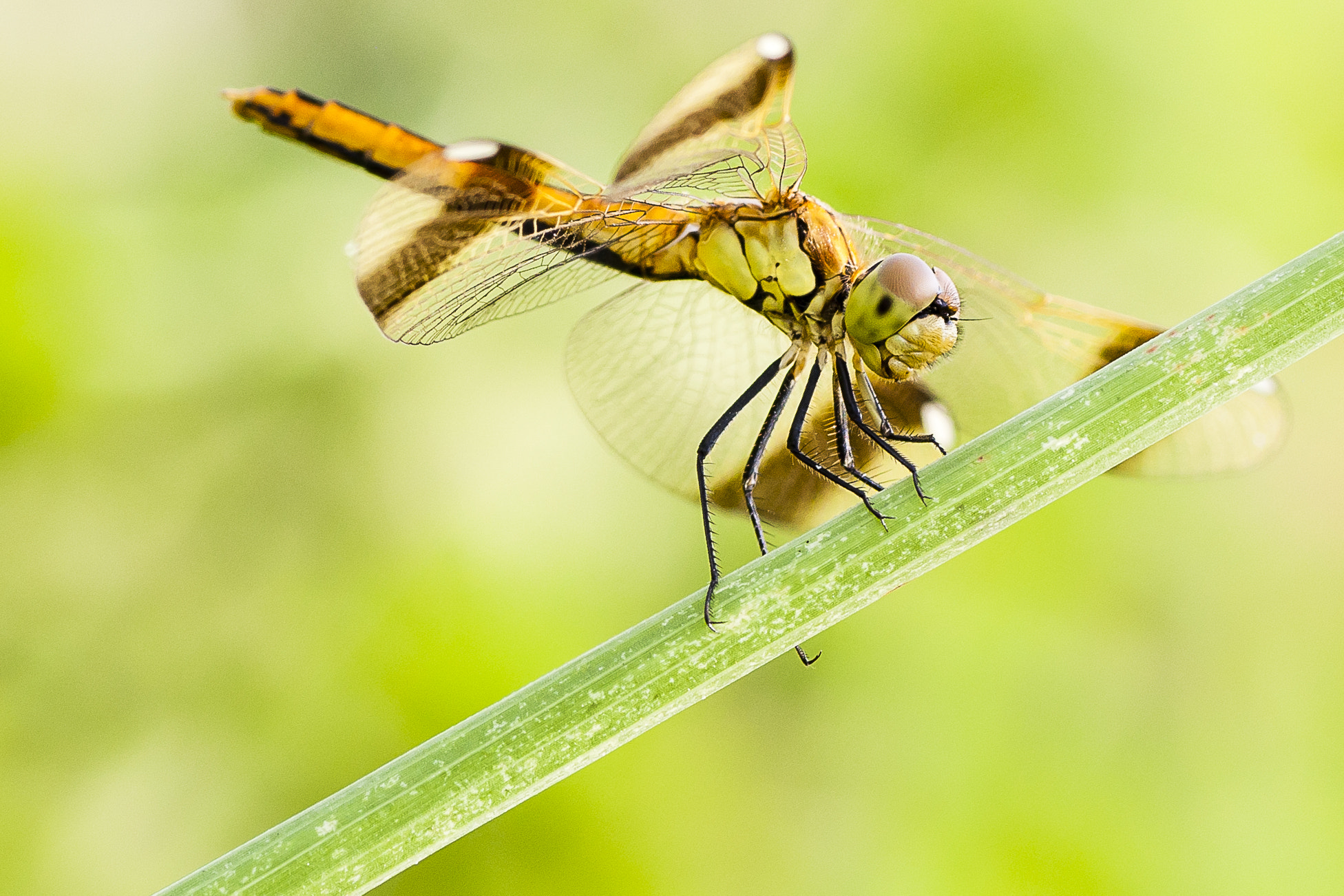 Canon EOS 40D + Tamron SP AF 90mm F2.8 Di Macro sample photo. In campagna... photography