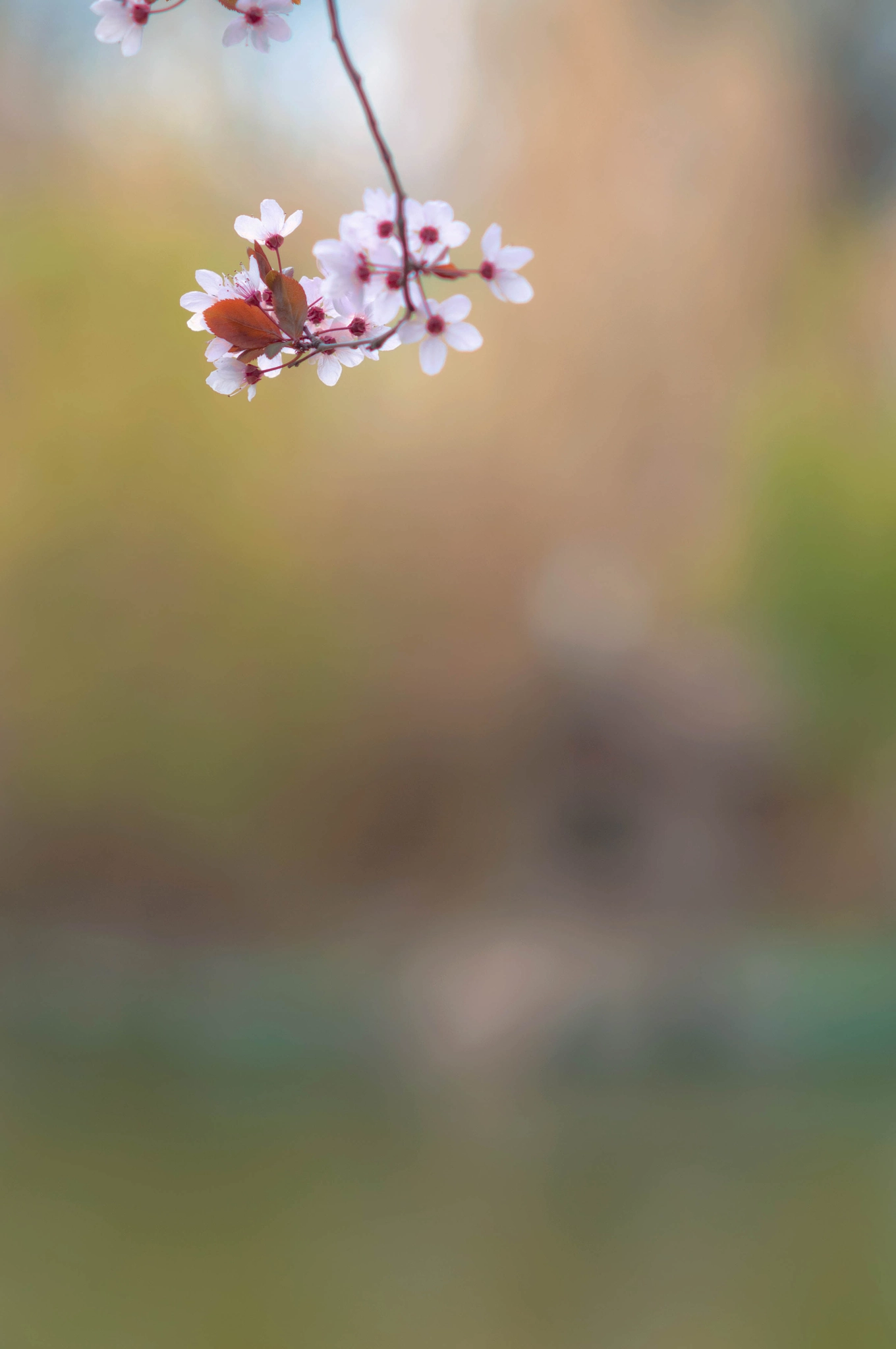 AF DC-Nikkor 135mm f/2D sample photo. Minimalismo colorido photography