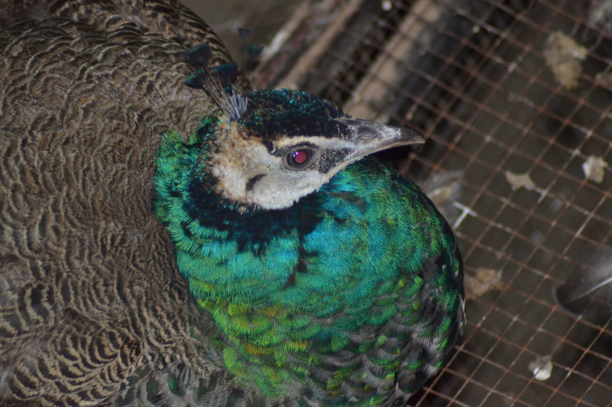 Nikon AF Nikkor 70-300mm F4-5.6G sample photo. Peacock  photography