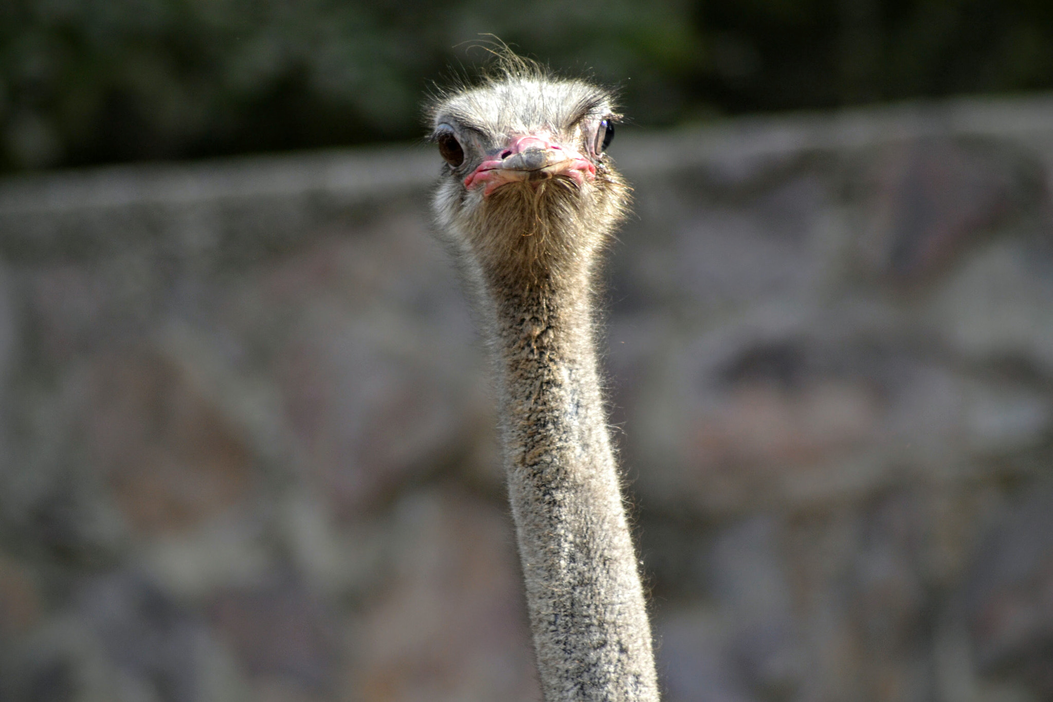 Nikon AF Nikkor 70-300mm F4-5.6G sample photo. That naughty look...  photography