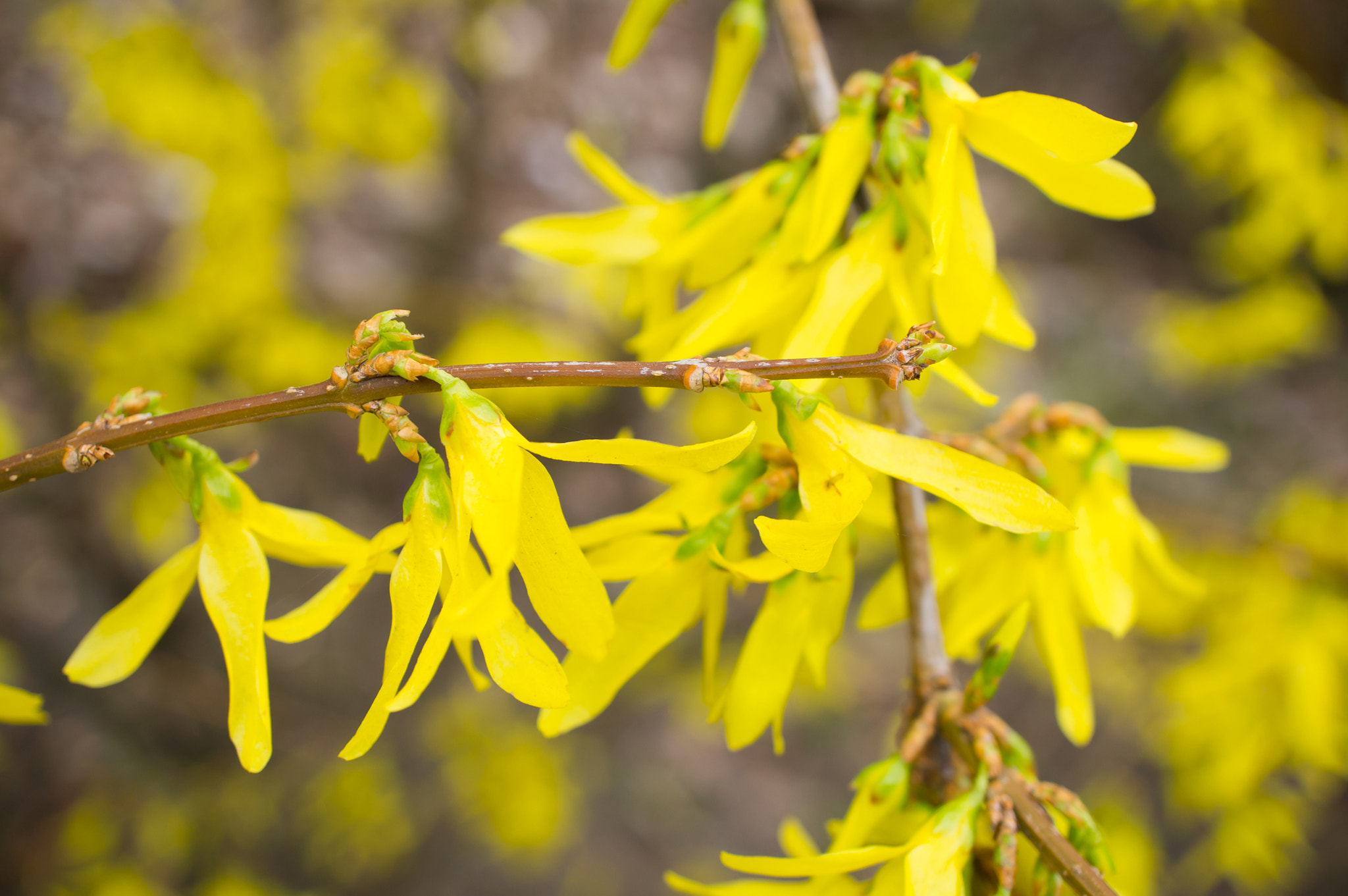 Sony Alpha NEX-5N + Sony E 30mm F3.5 Macro sample photo. Forsythia flowers photography