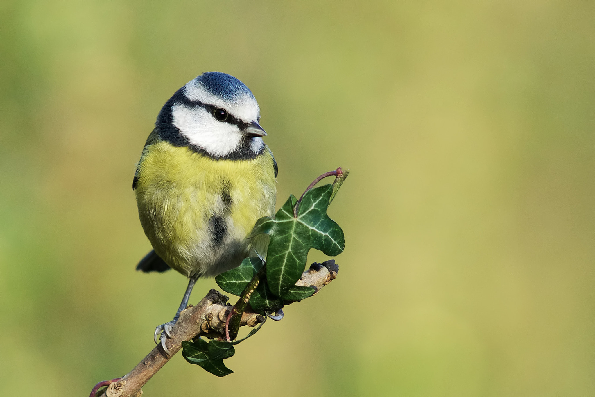 Sony a99 II + Minolta AF 300mm F2.8 HS-APO G sample photo. Blue tit photography