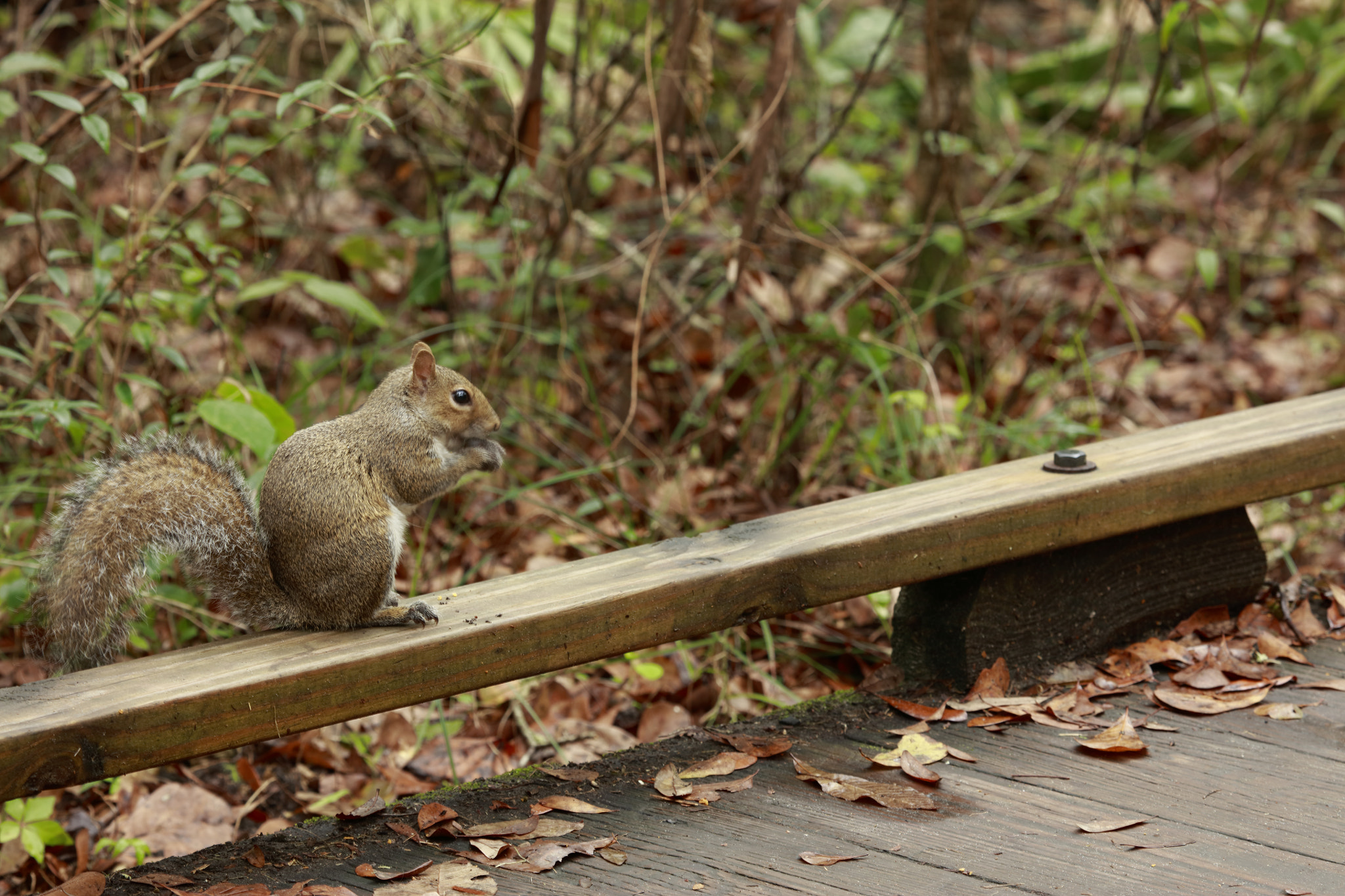 Canon EOS 5DS R + Canon EF 100-400mm F4.5-5.6L IS USM sample photo. 16-01_01612.jpg photography