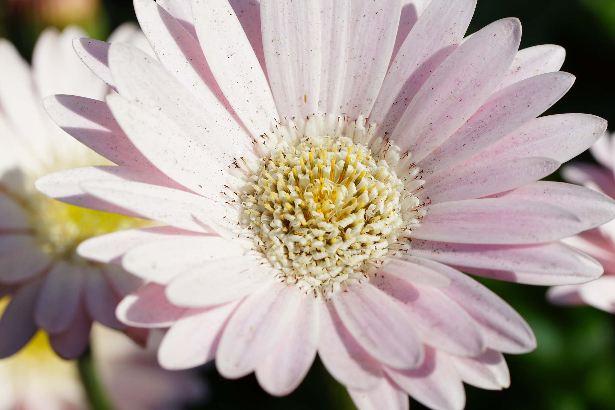 Sony SLT-A77 + Tamron Lens (255) sample photo. Pink flower in bloom photography