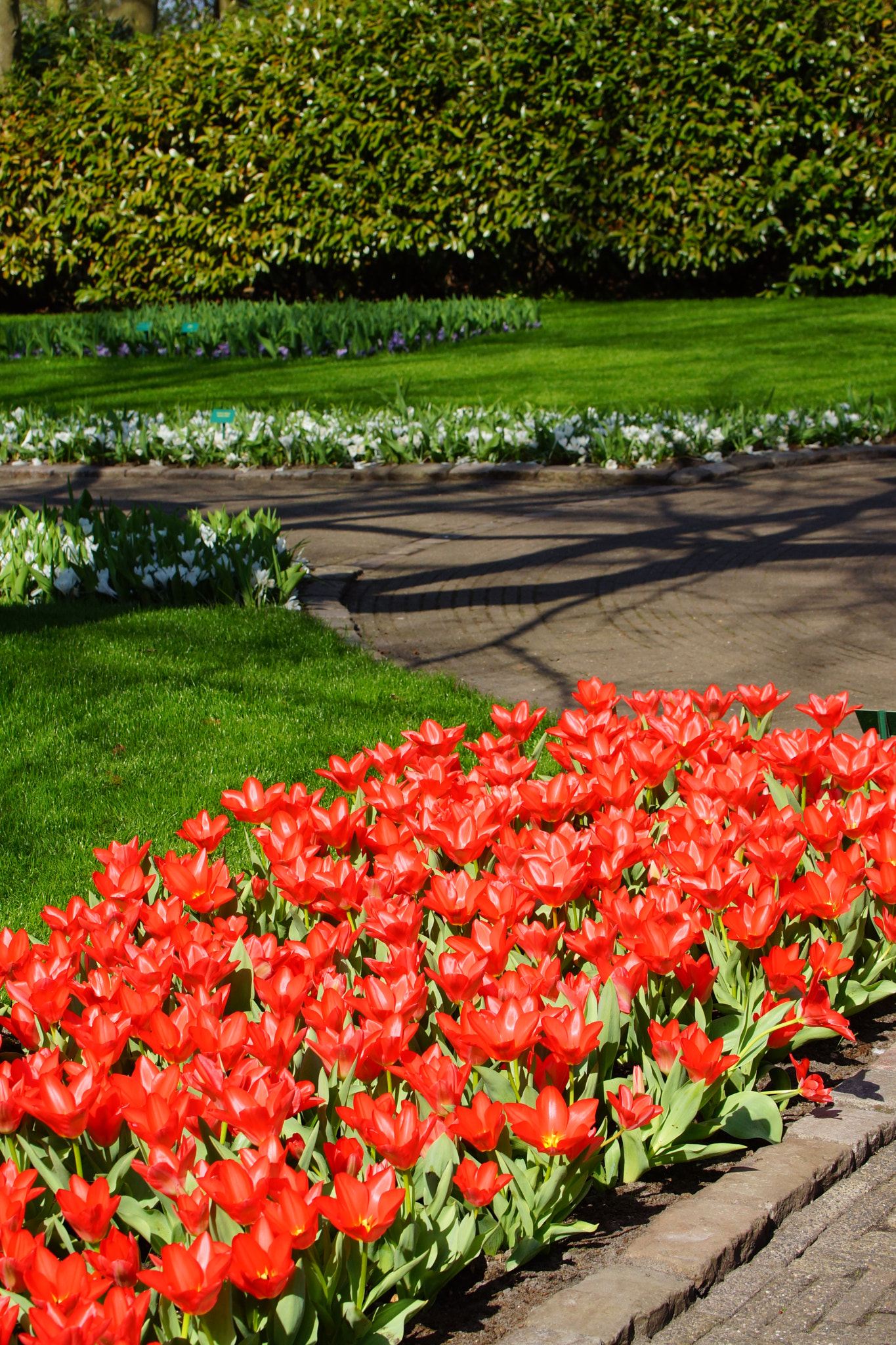 Sony SLT-A77 + Tamron Lens (255) sample photo. Red tulips photography