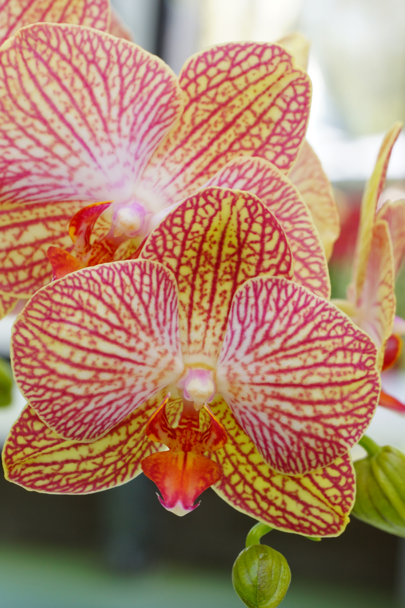 Tamron Lens (255) sample photo. Orchid photography