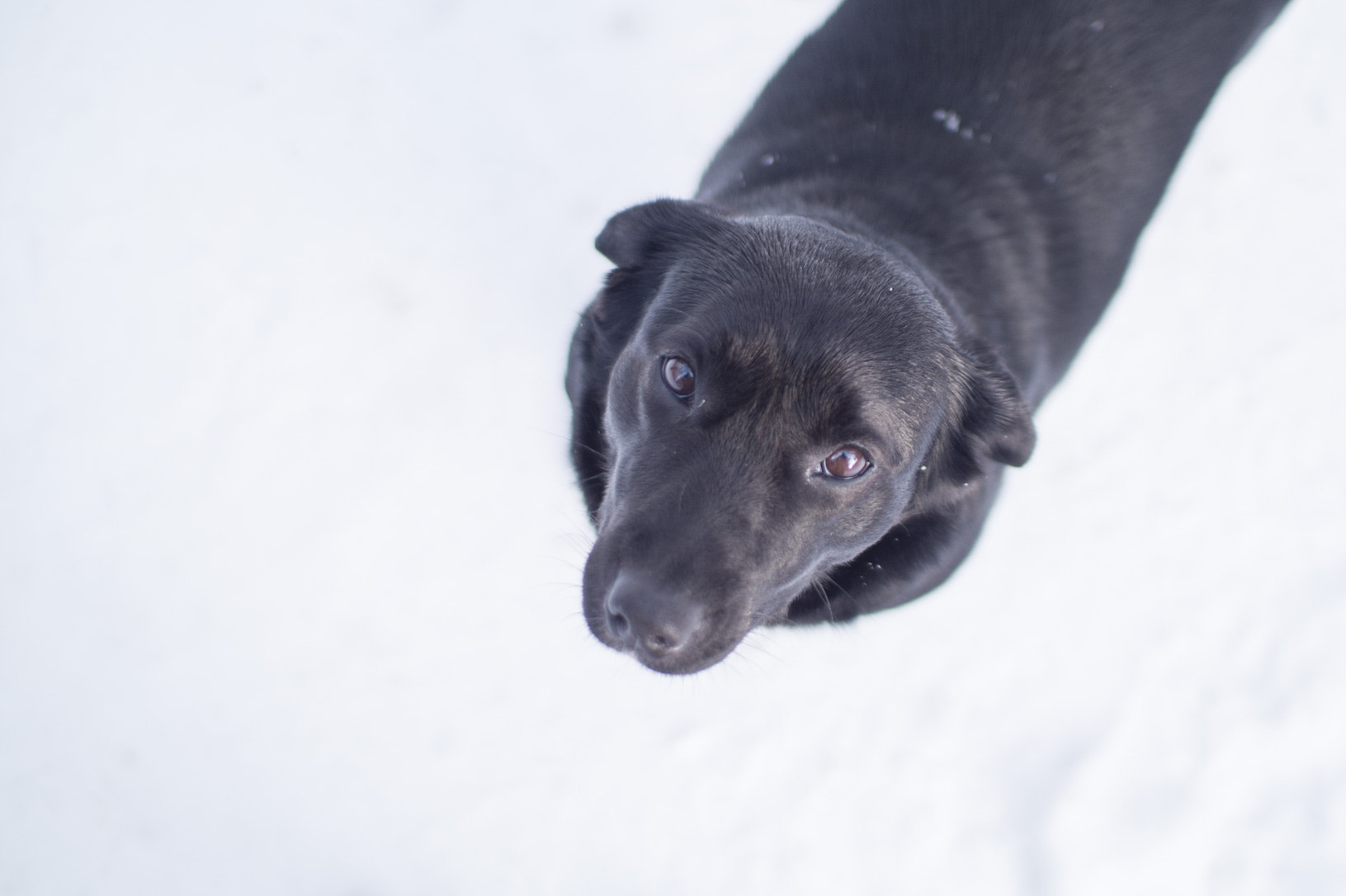 Sony SLT-A58 + Sigma 30mm F1.4 EX DC HSM sample photo. Buddy photography