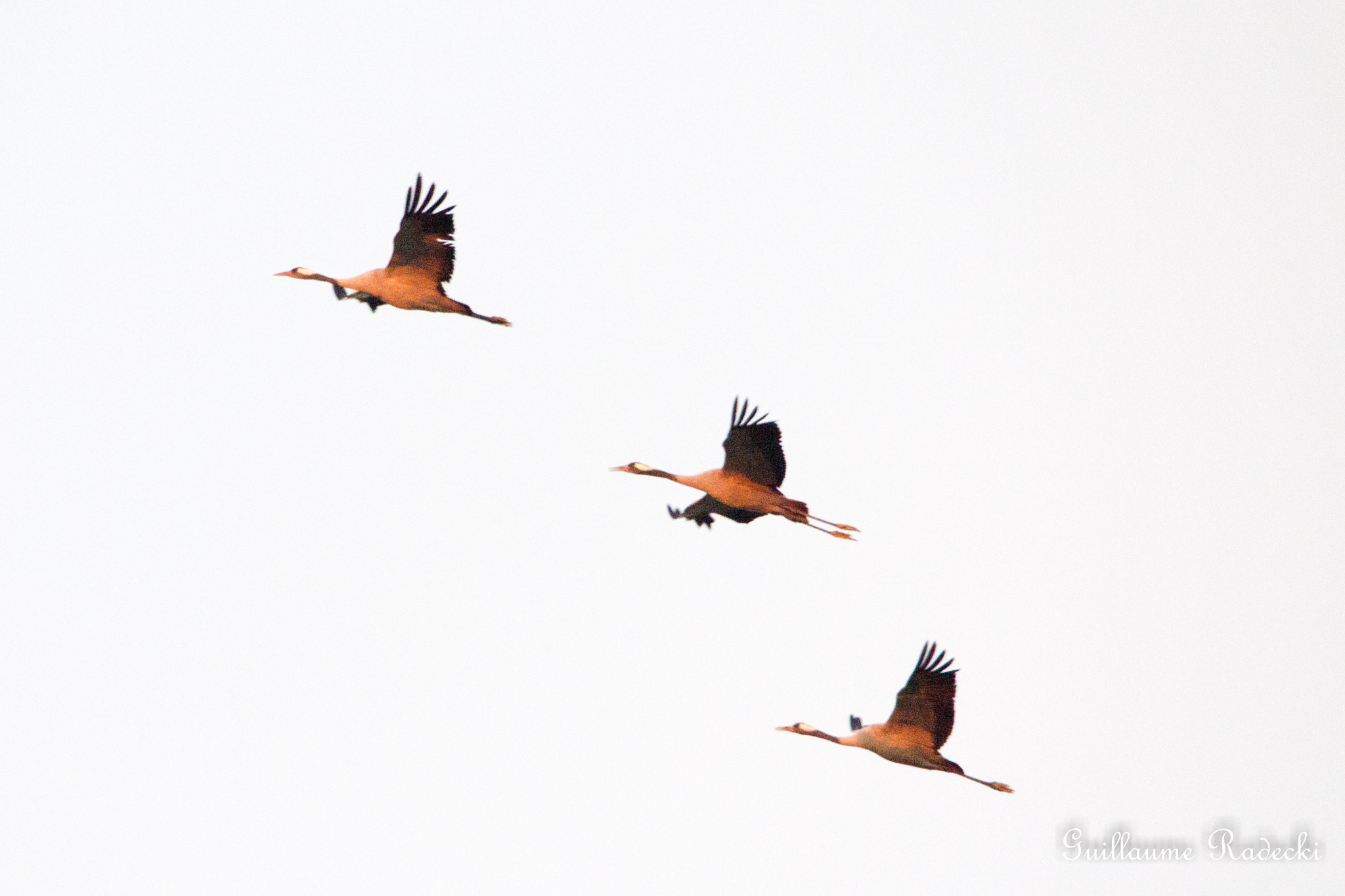 Sigma 150-600mm F5-6.3 DG OS HSM | S sample photo. Grue cendrée photography