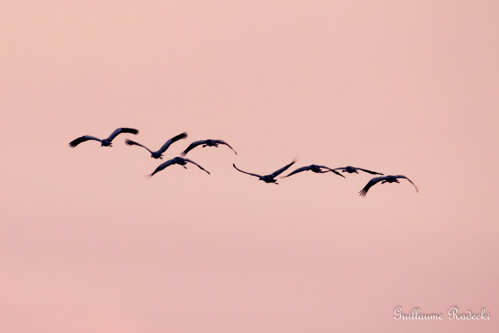 Sigma 150-600mm F5-6.3 DG OS HSM | S sample photo. Grues cendrées photography