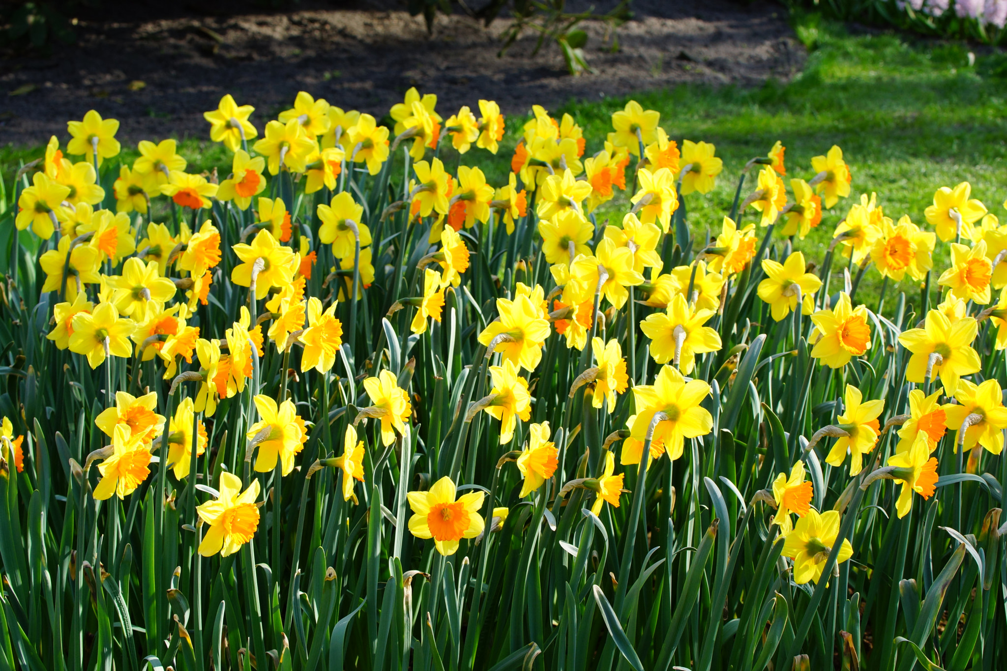 Sony SLT-A77 + Tamron Lens (255) sample photo. Group of narcissus flowers photography