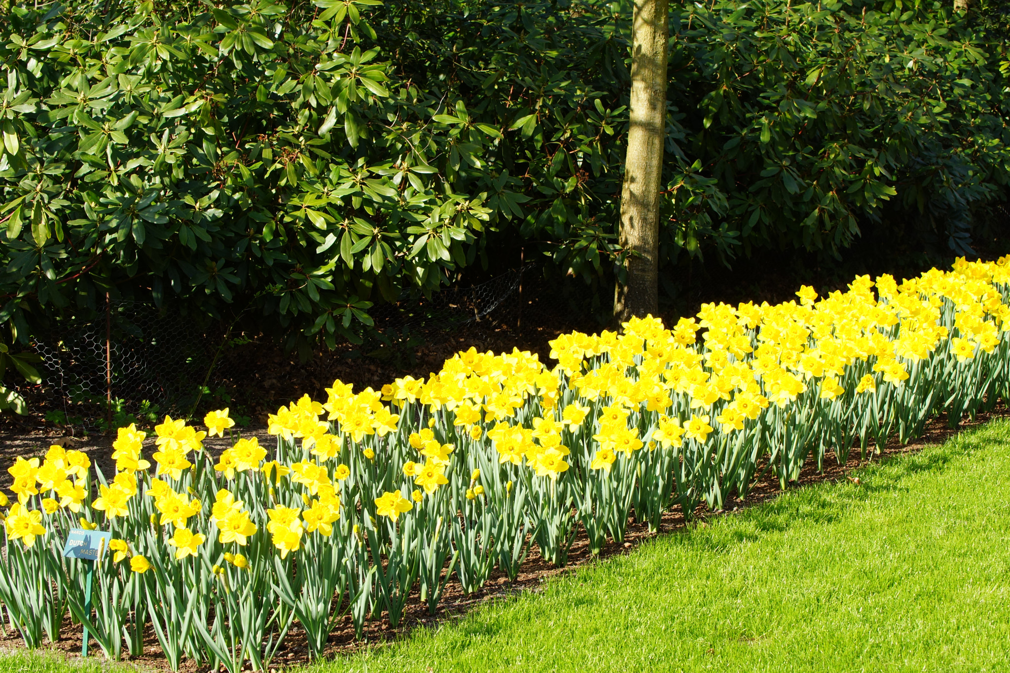Sony SLT-A77 + Tamron Lens (255) sample photo. Group of narcissus flowers photography
