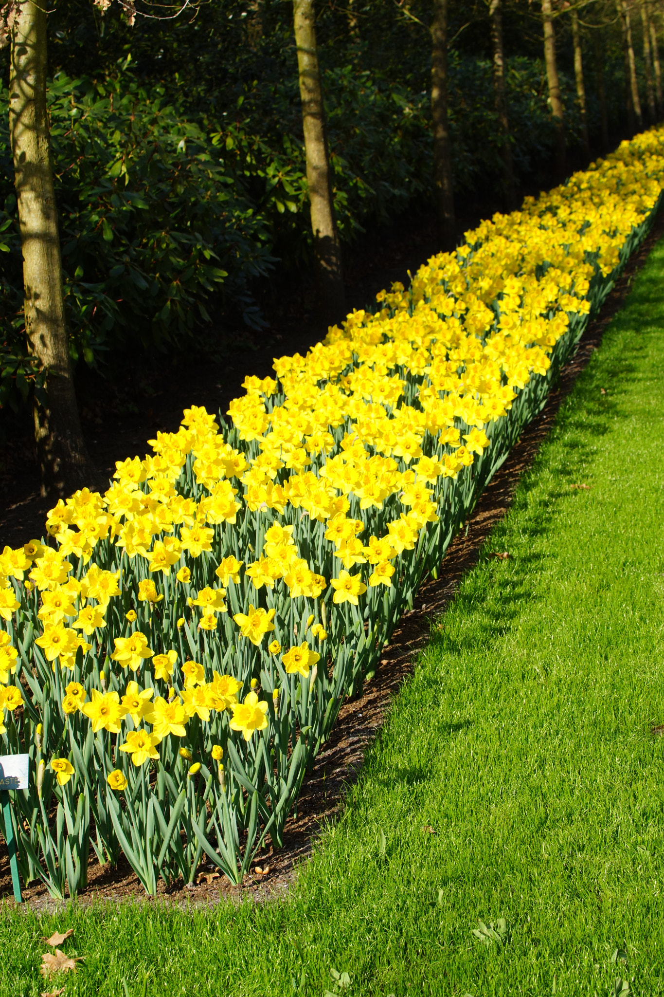 Sony SLT-A77 + Tamron Lens (255) sample photo. Group of narcissus flowers photography