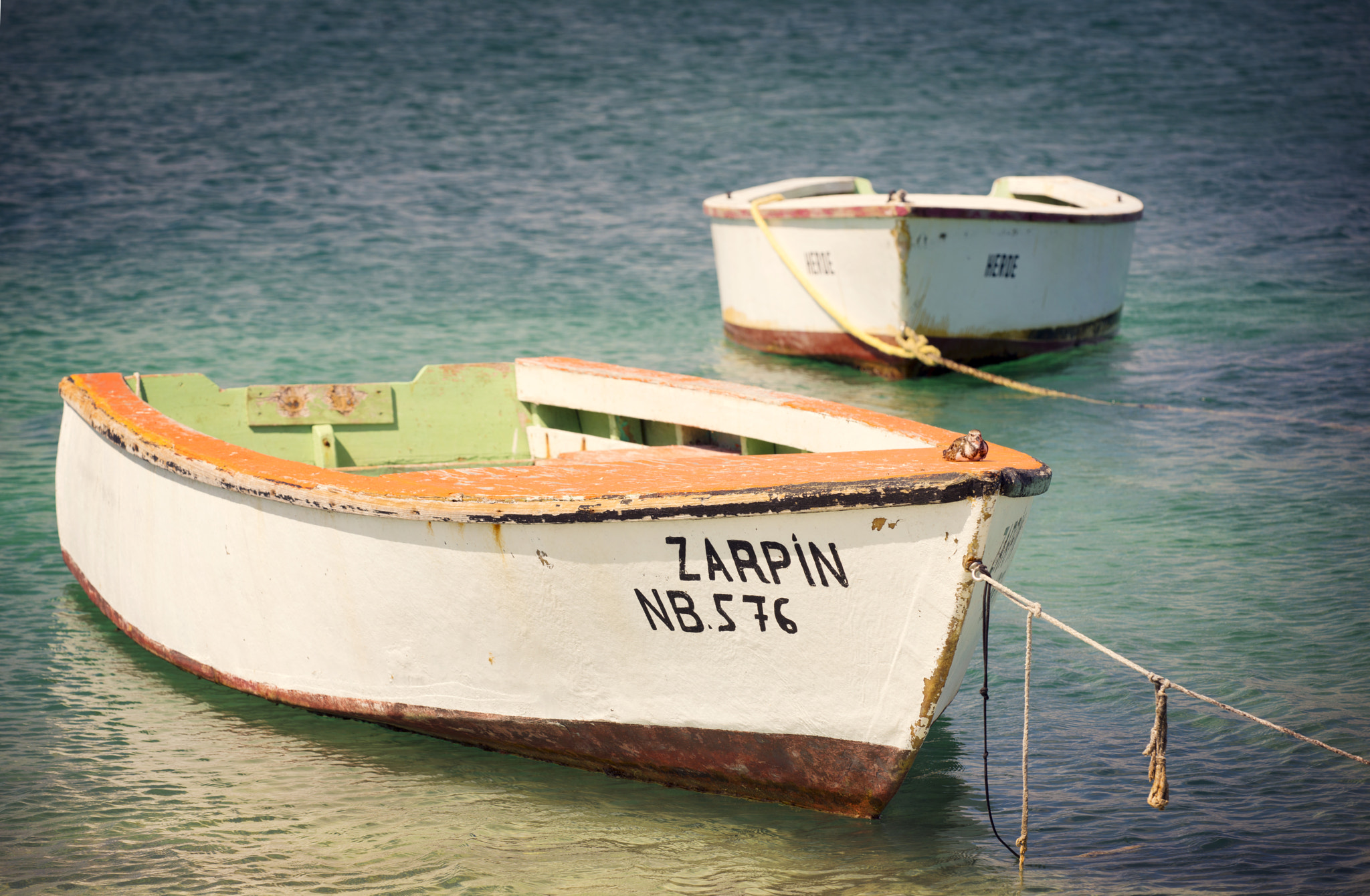 Sigma 150mm F2.8 EX DG Macro HSM sample photo. Zarpin photography