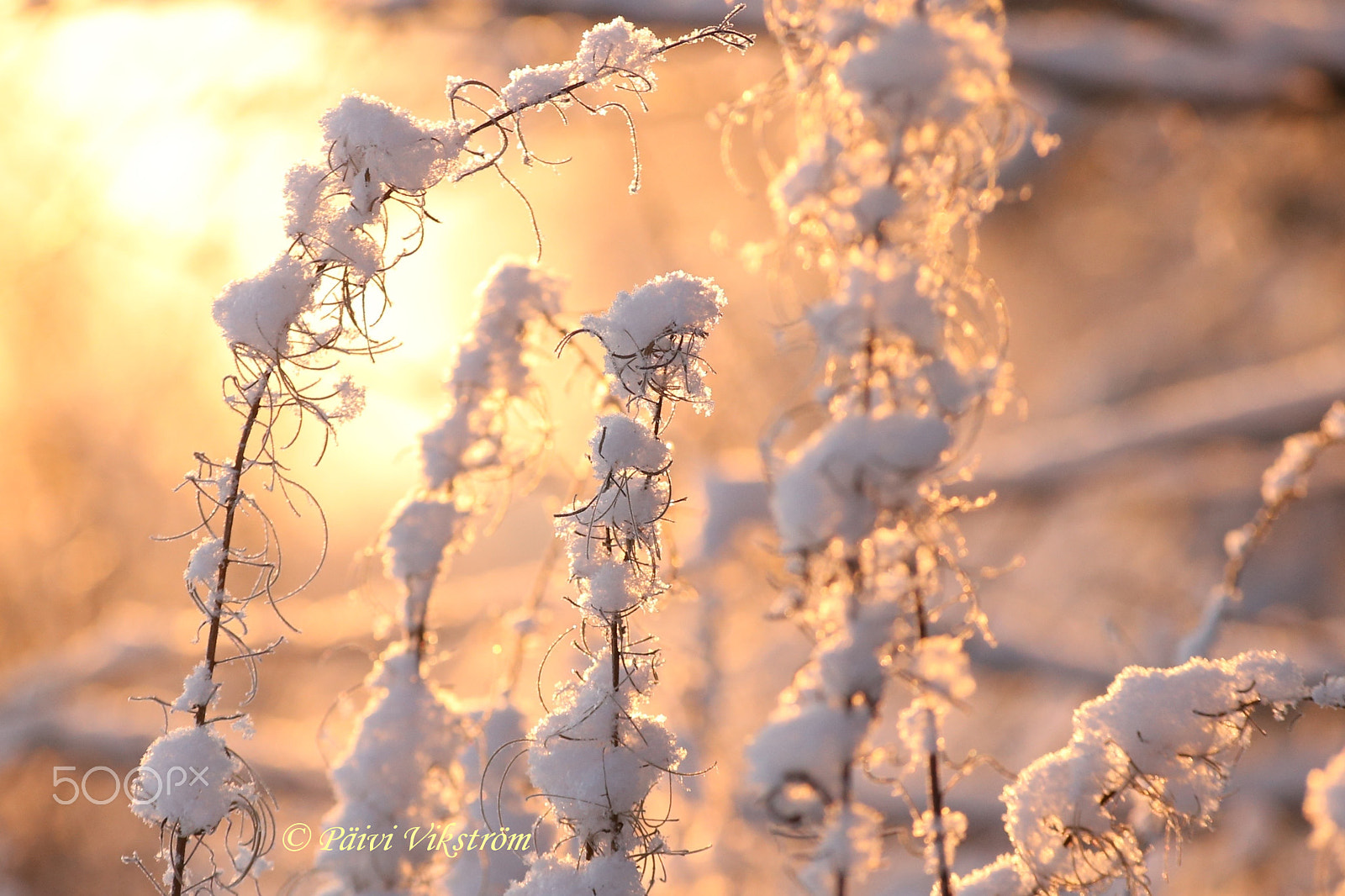 Canon EOS 6D + Canon 70-300mm sample photo. What a wonderful moment! photography
