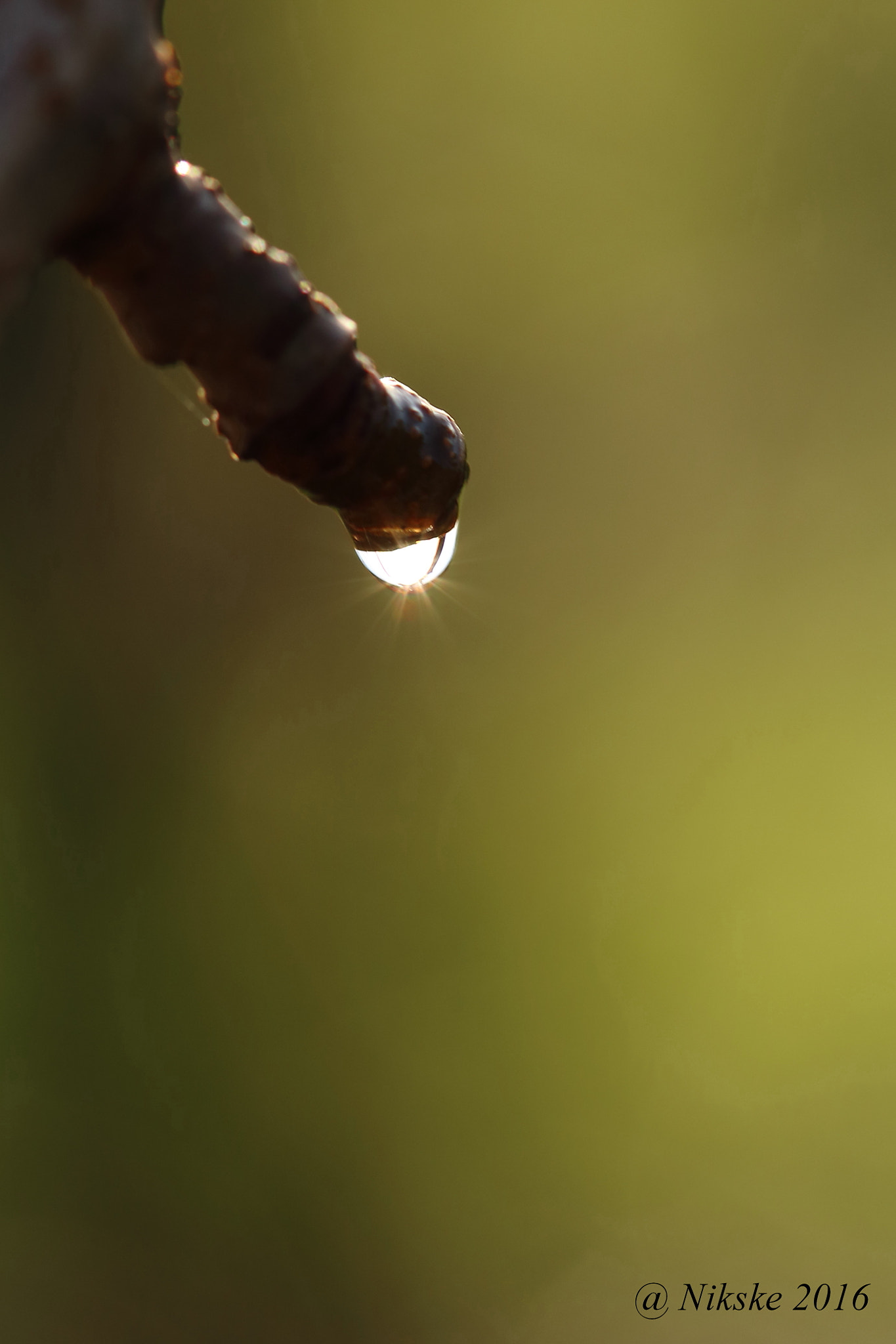 Canon EOS 700D (EOS Rebel T5i / EOS Kiss X7i) + Canon EF 100mm F2.8 Macro USM sample photo. Droplets photography