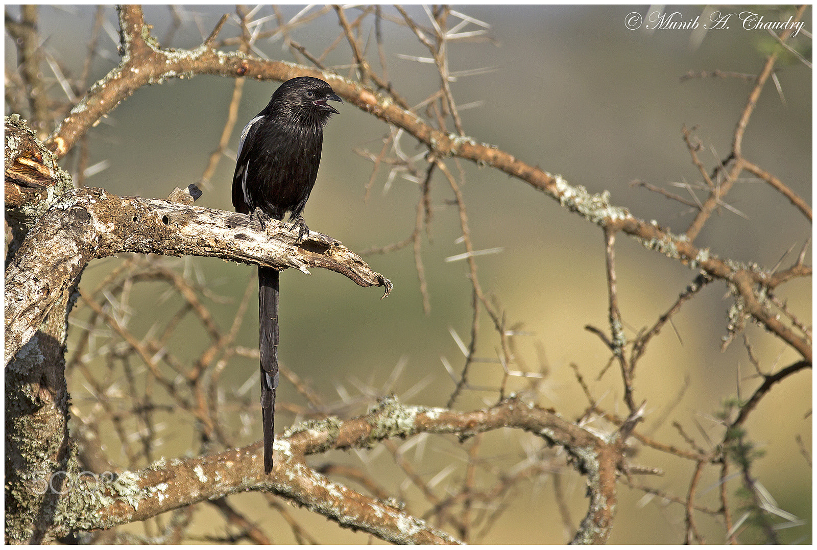 Canon EF 200-400mm F4L IS USM Extender 1.4x sample photo. The black shrike! photography