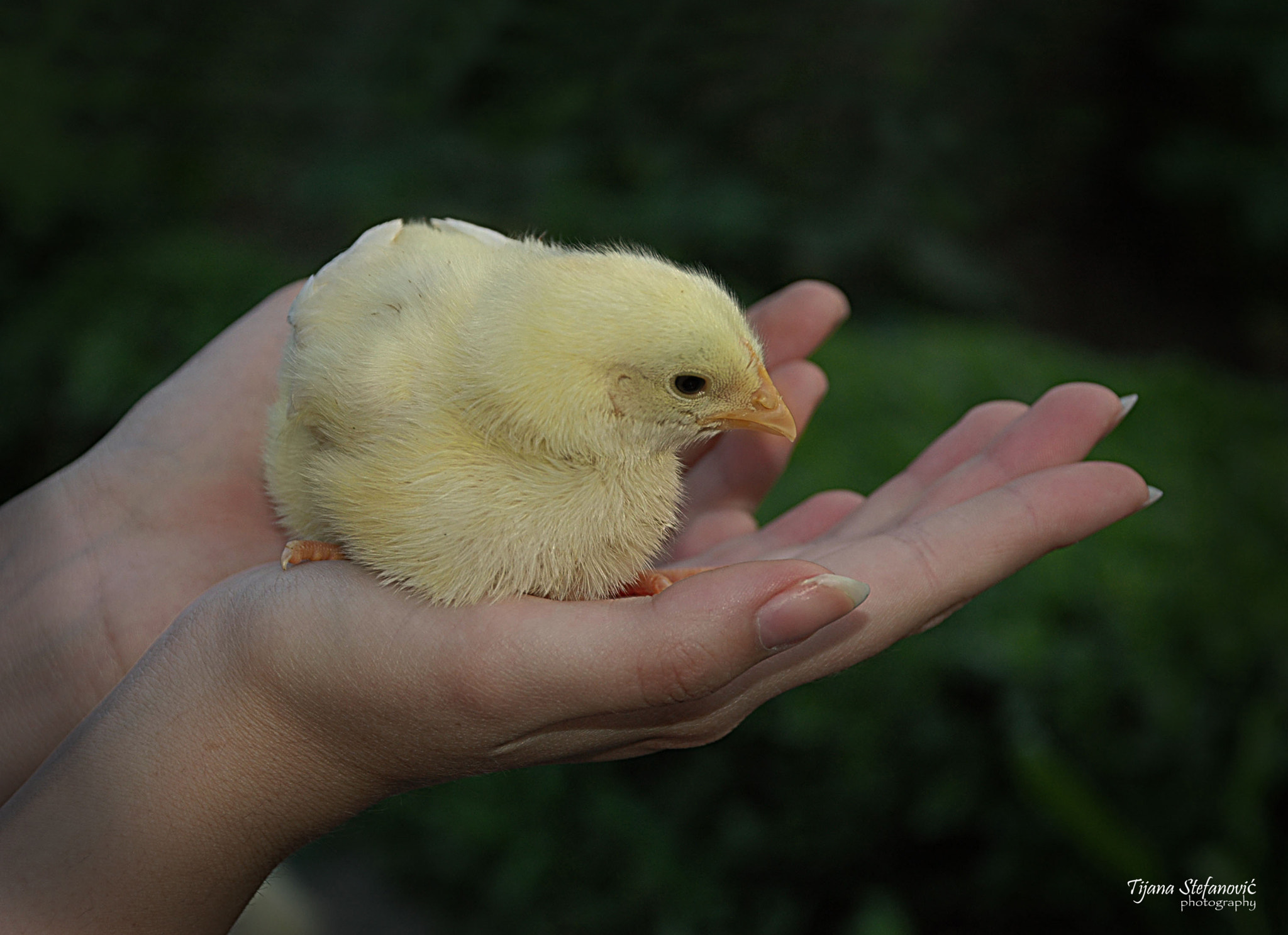 Nikon D70s sample photo. Gentle feelings photography