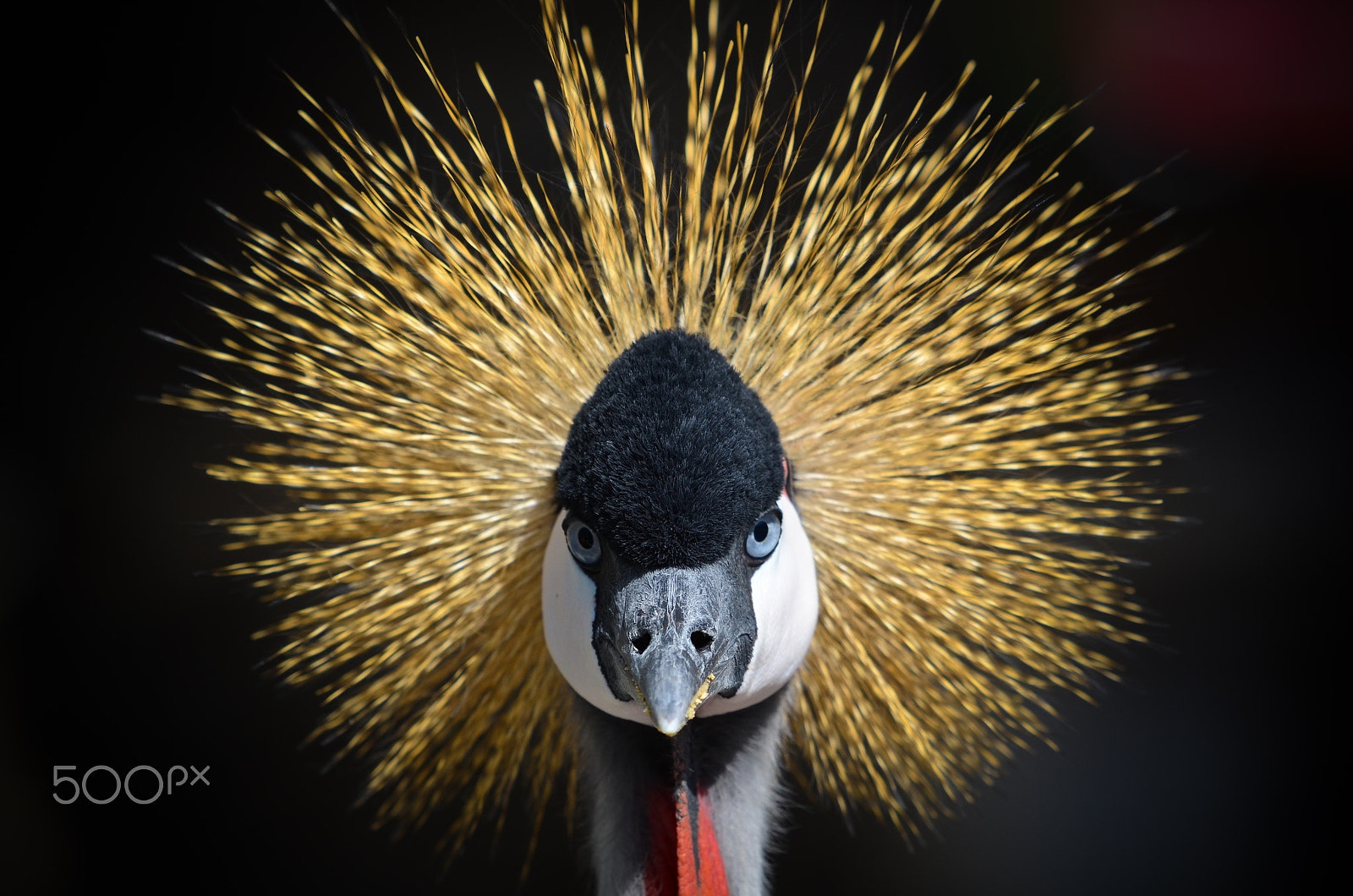 Nikon D7000 + Nikon AF Micro-Nikkor 200mm F4D ED-IF sample photo. Grey crowned crane photography