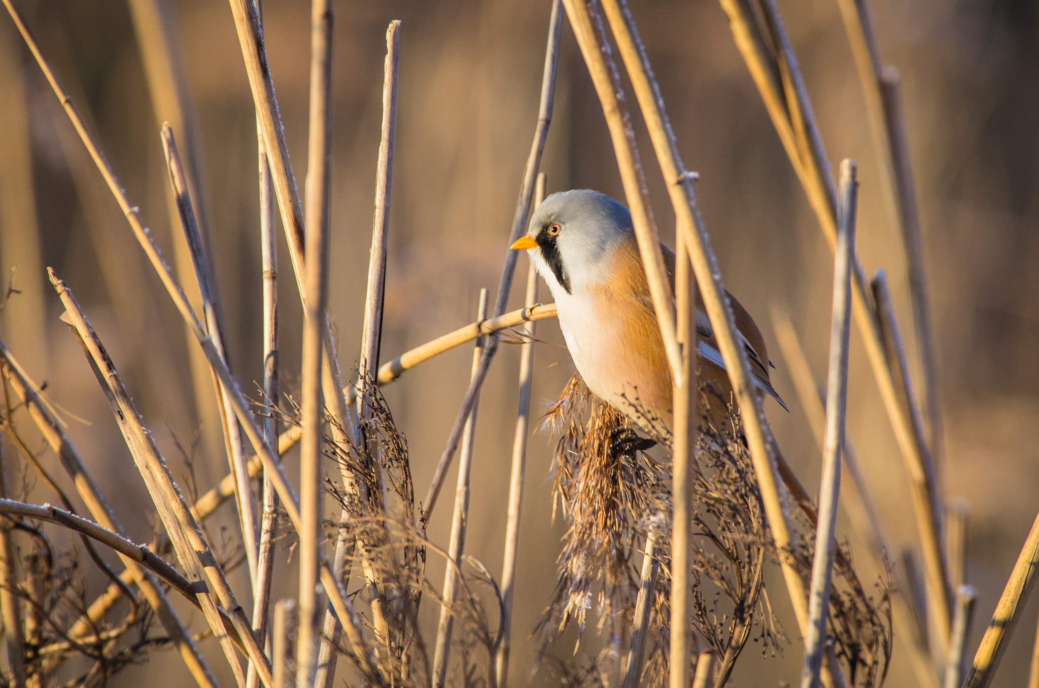 Pentax smc DA* 300mm F4.0 ED (IF) SDM sample photo. Bearded reedling photography