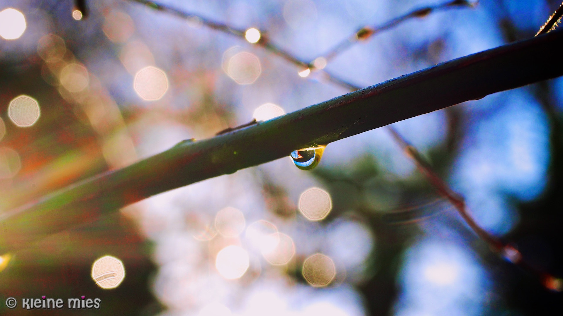 Panasonic Leica DG Macro-Elmarit 45mm F2.8 ASPH OIS sample photo. After the rain photography
