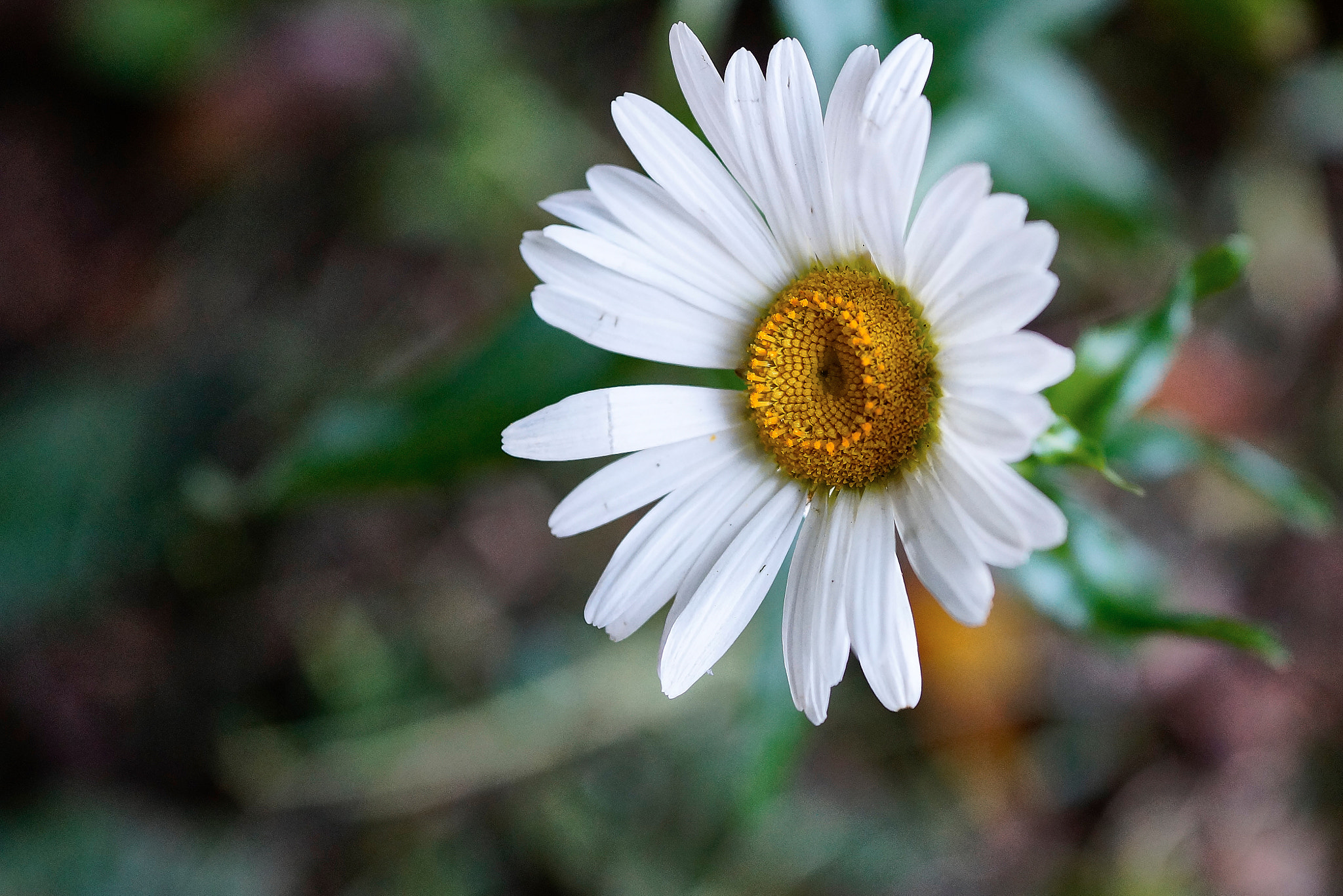 Sony Alpha a3000 + E 60mm F2.8 sample photo. Margaridando photography