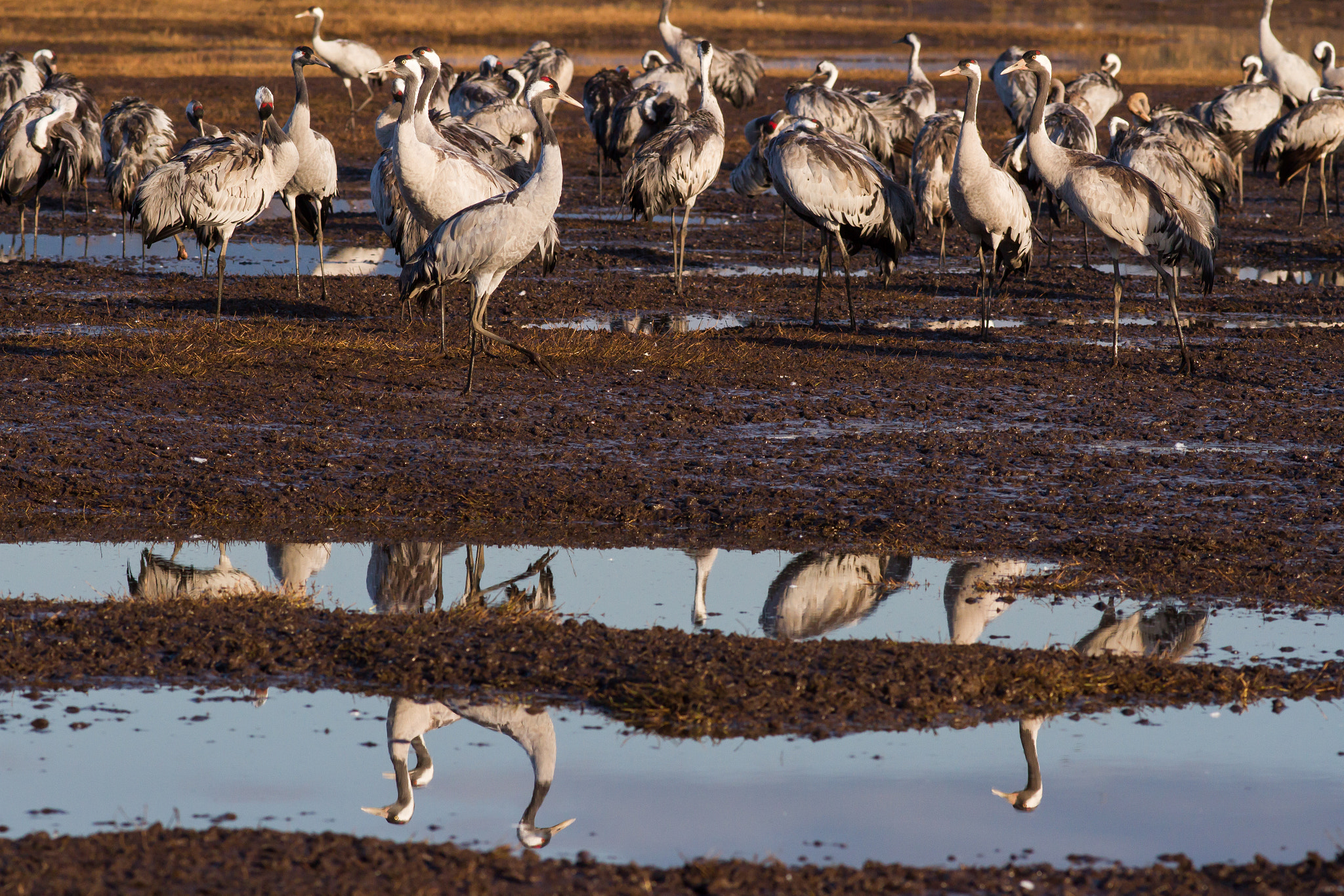 Canon EOS 7D + Canon EF 200mm F2.8L II USM sample photo. Saritkr-4328.jpg photography