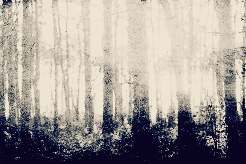 Sigma 50mm F1.4 EX DG HSM sample photo. Black and white tree textured abstract photography