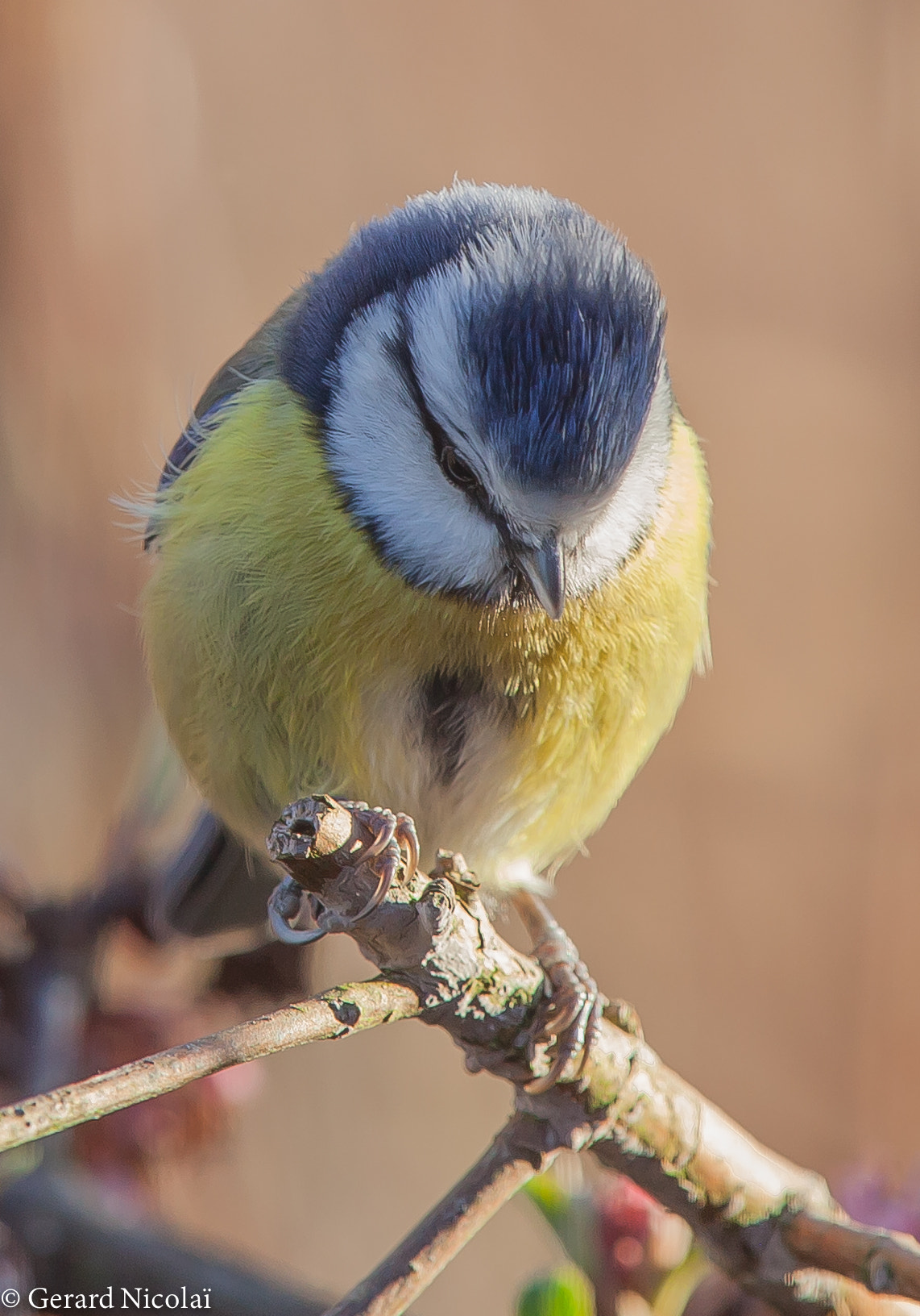 Canon EF 300mm F2.8L IS USM sample photo. Blue tit ,something caught his/her eye photography