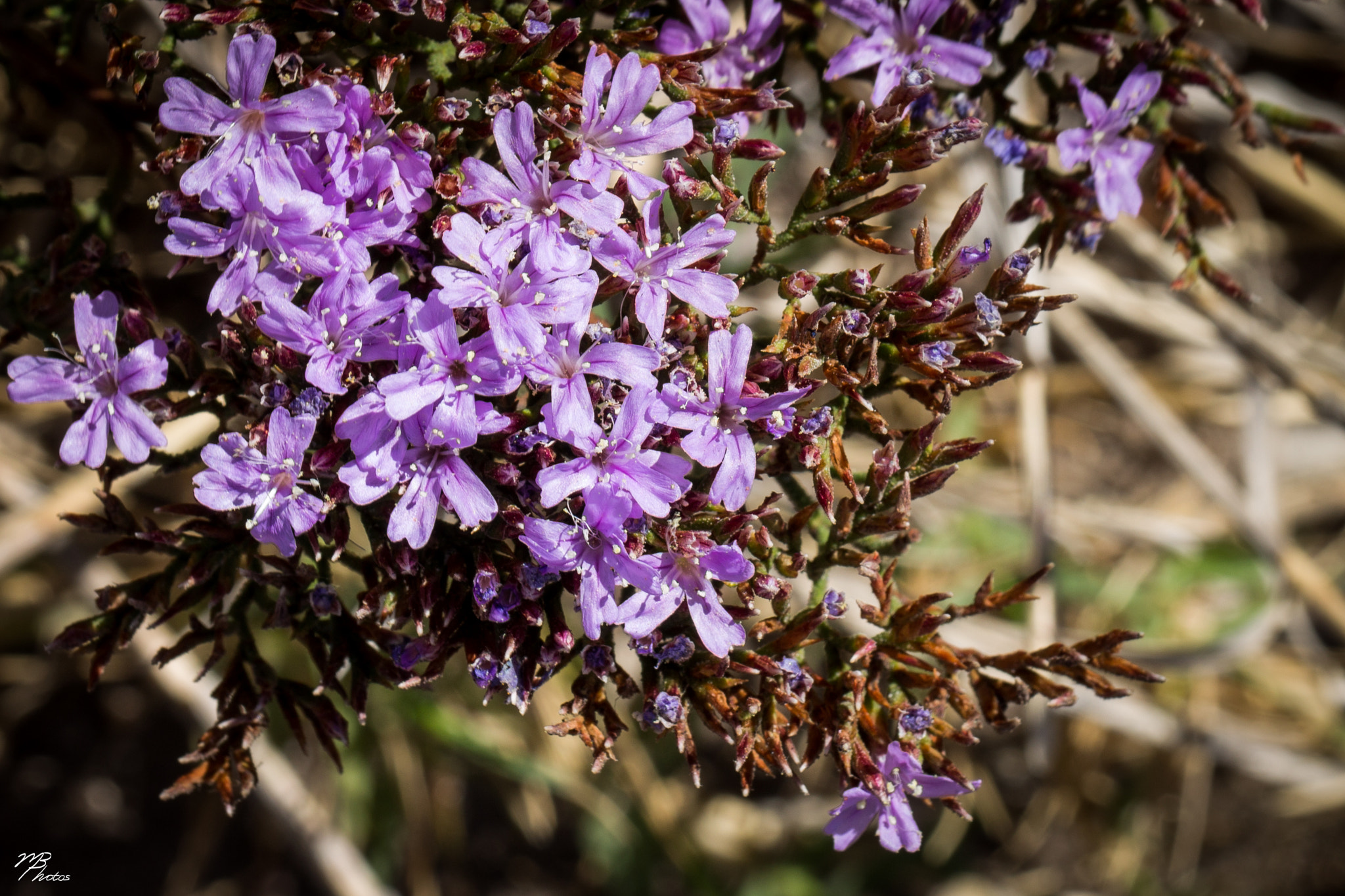 Canon EF 100mm F2.8L Macro IS USM sample photo. Limonium photography
