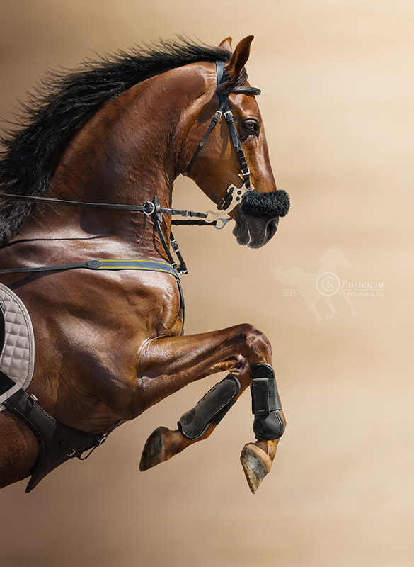 Nikon D4 + Nikon AF-S Nikkor 300mm F4D ED-IF sample photo. Chestnut jumping horse in a hackamore photography