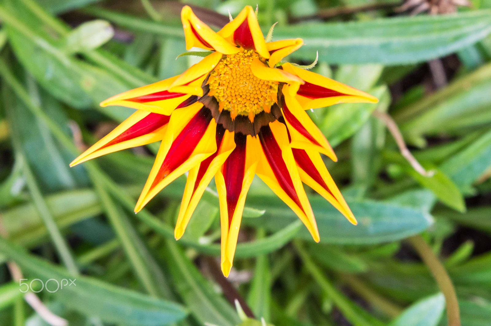 Tamron SP 24-70mm F2.8 Di VC USD sample photo. Star photography