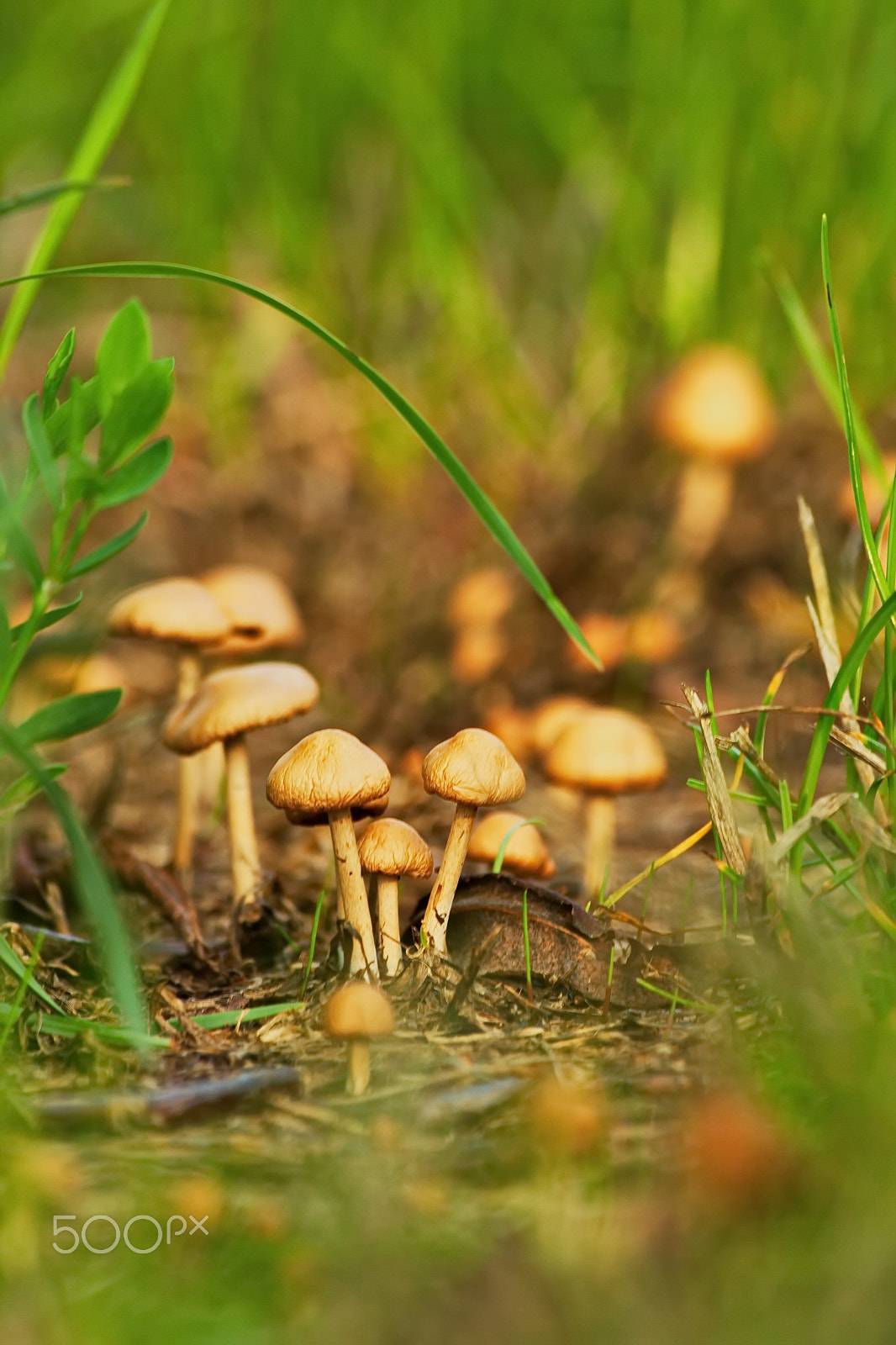 Sigma 70-300mm F4-5.6 APO DG Macro sample photo. Tiny shrooms photography