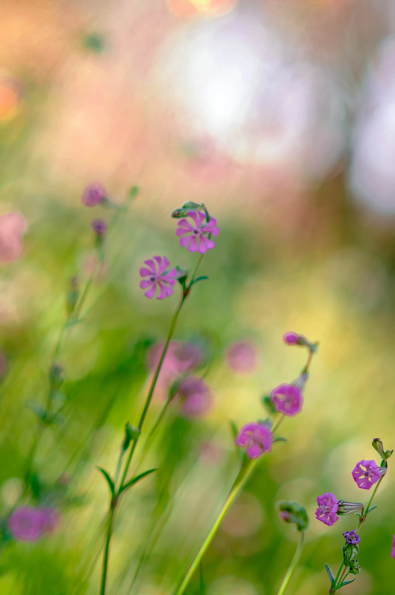 AF DC-Nikkor 135mm f/2D sample photo. .... photography