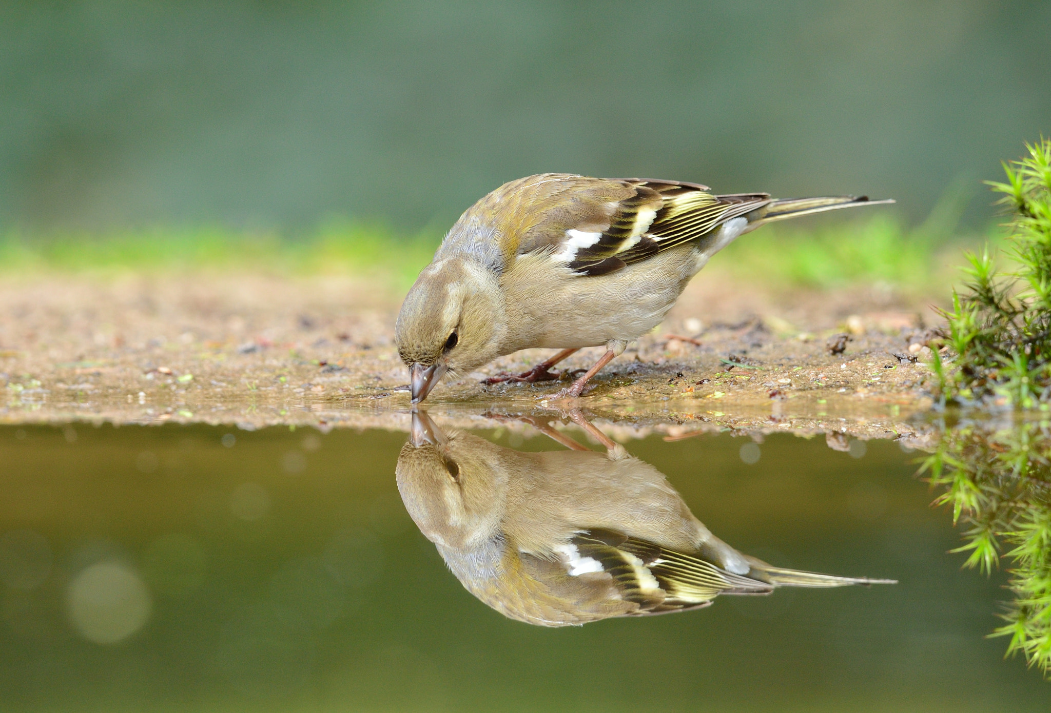 Nikon AF-S Nikkor 400mm F2.8D ED-IF II sample photo. Vink photography
